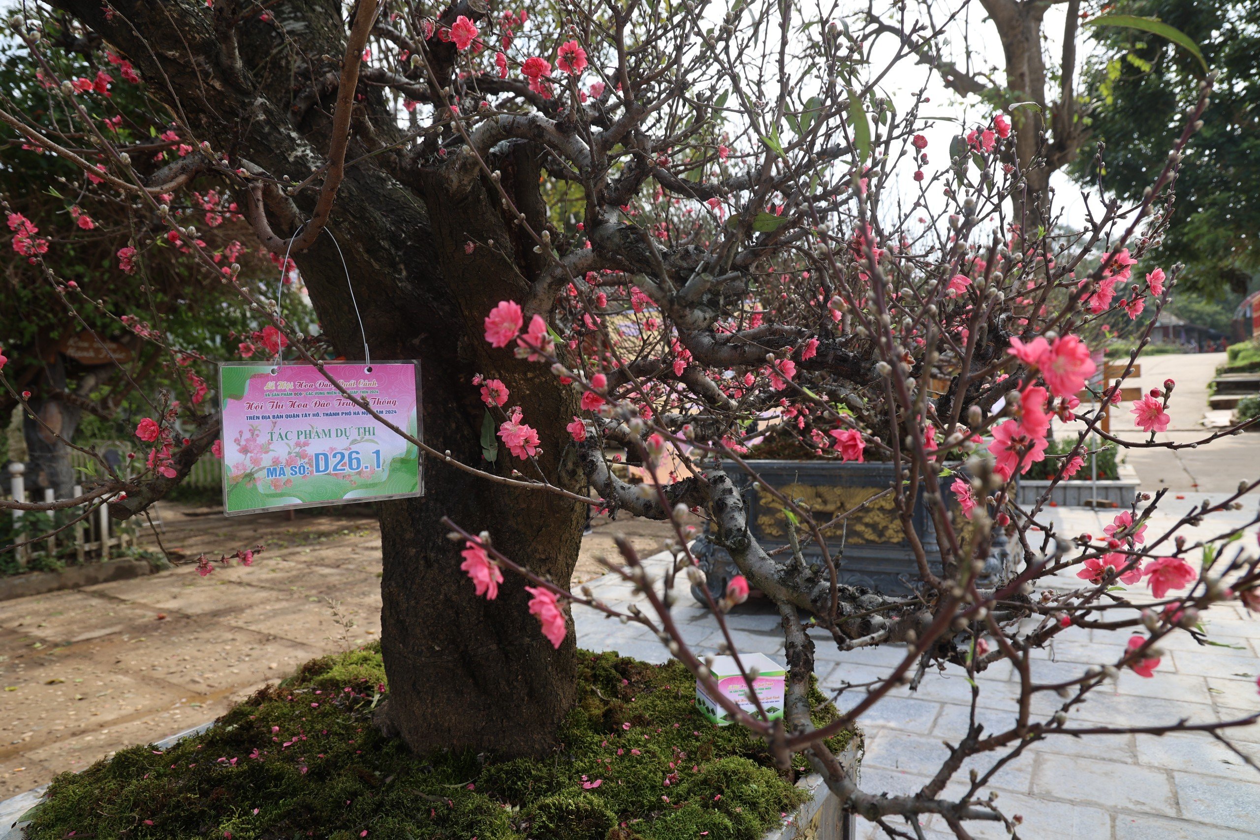 Du khách thích thú với hội thi hoa đào lần đầu tổ chức ở Thủ đô- Ảnh 4. Du khách thích thú với hội thi hoa đào lần đầu tổ chức ở Thủ đô- Ảnh 4.