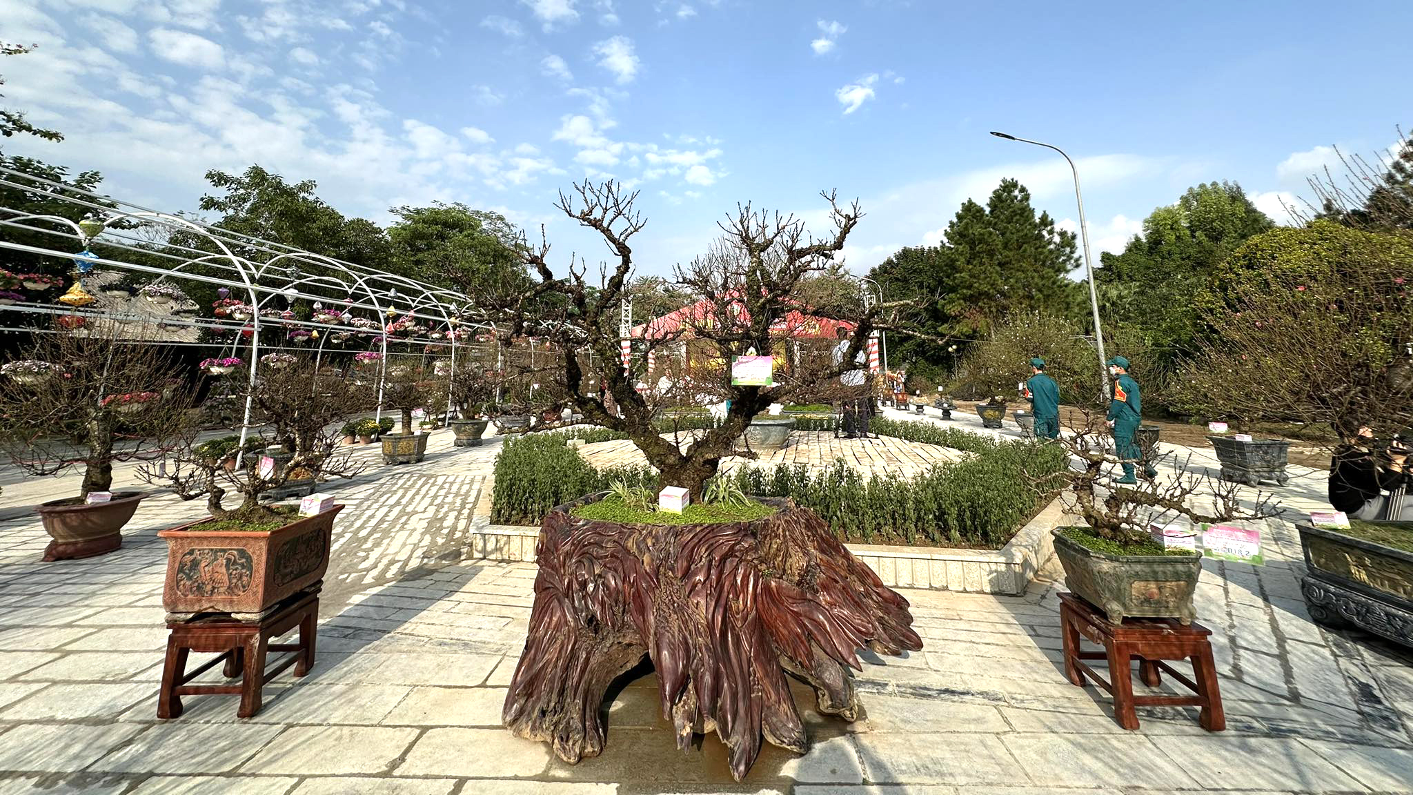 Du khách thích thú với hội thi hoa đào lần đầu tổ chức ở Thủ đô- Ảnh 5. Du khách thích thú với hội thi hoa đào lần đầu tổ chức ở Thủ đô- Ảnh 5.