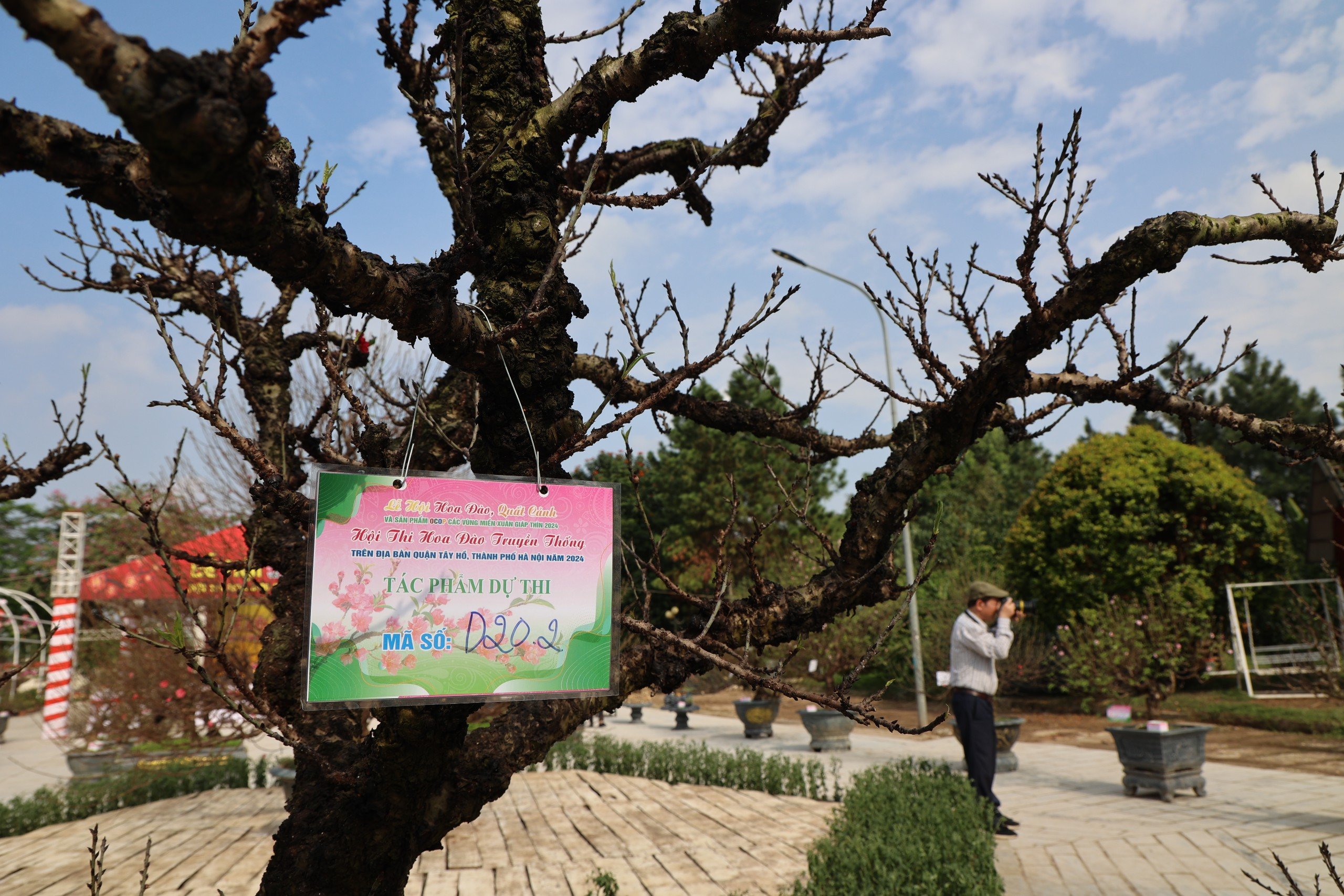 Du khách thích thú với hội thi hoa đào lần đầu tổ chức ở Thủ đô- Ảnh 6. Du khách thích thú với hội thi hoa đào lần đầu tổ chức ở Thủ đô- Ảnh 6.