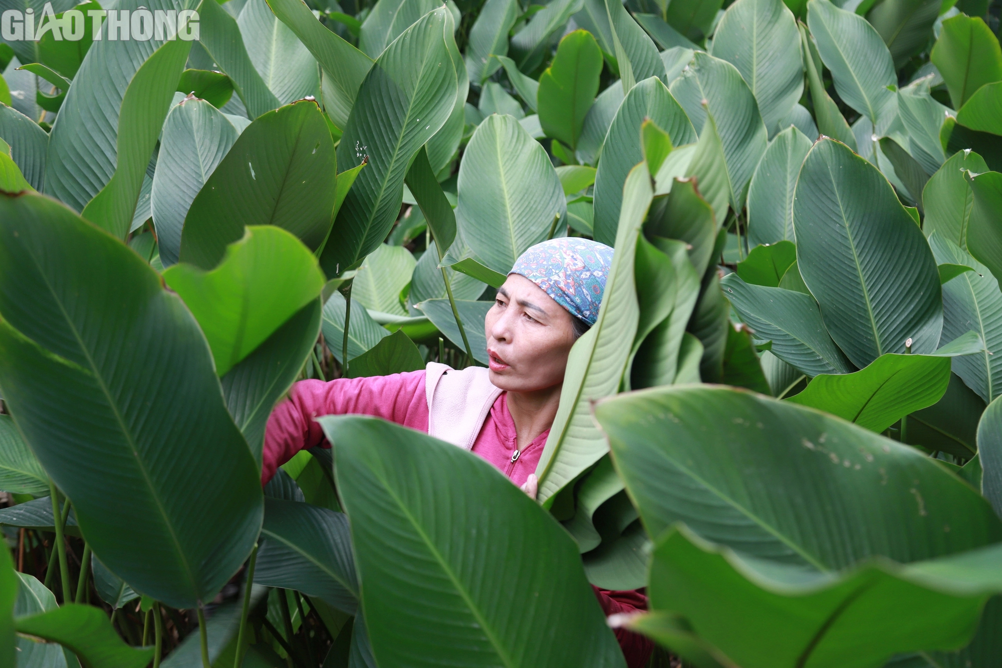 Làng lá dong lớn nhất Hà Nội tất bật thu hoạch vụ Tết- Ảnh 1. Làng lá dong lớn nhất Hà Nội tất bật thu hoạch vụ Tết- Ảnh 1.
