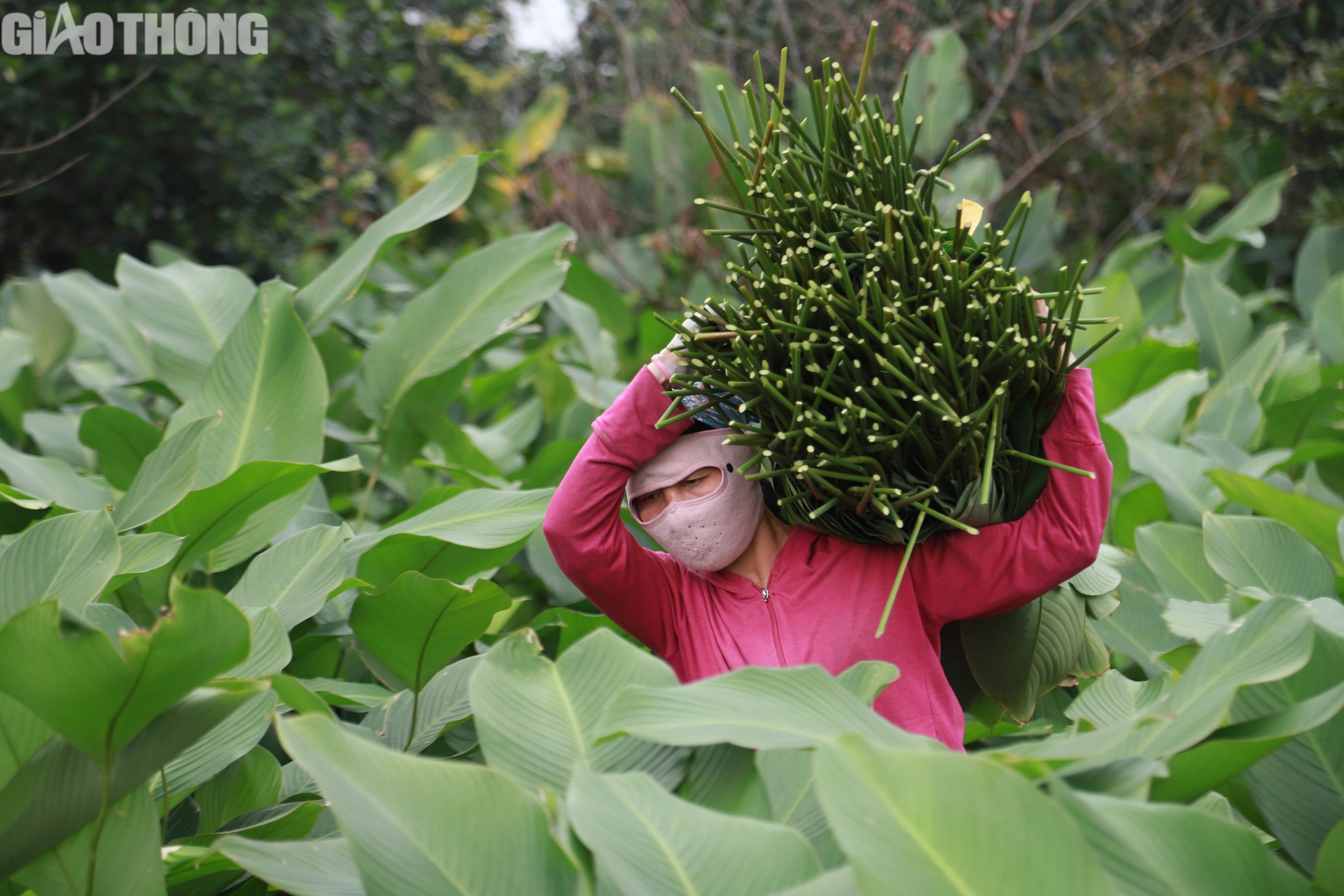 Làng lá dong lớn nhất Hà Nội tất bật thu hoạch vụ Tết- Ảnh 2. Làng lá dong lớn nhất Hà Nội tất bật thu hoạch vụ Tết- Ảnh 2.