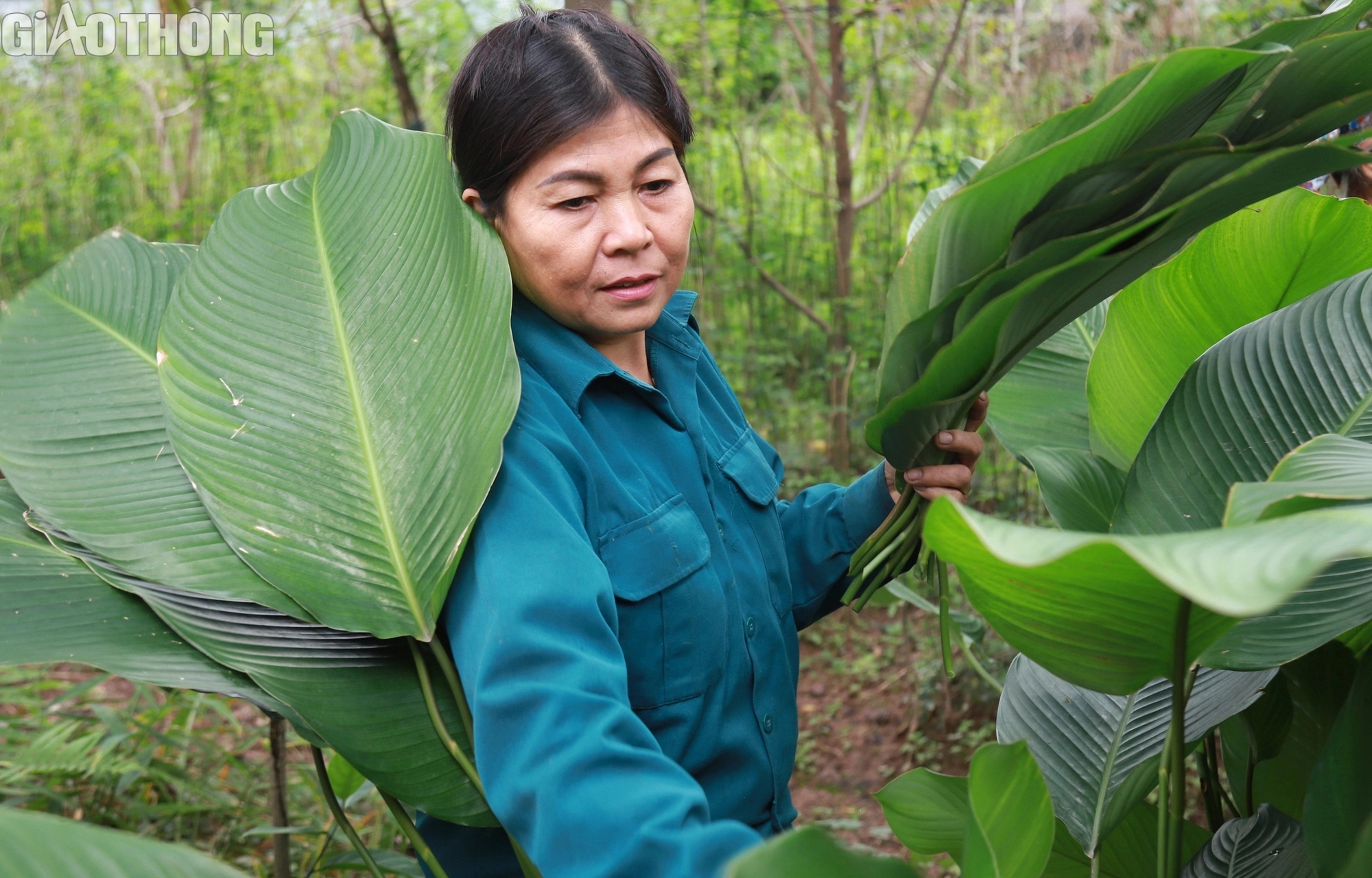 Làng lá dong lớn nhất Hà Nội tất bật thu hoạch vụ Tết- Ảnh 3. Làng lá dong lớn nhất Hà Nội tất bật thu hoạch vụ Tết- Ảnh 3.