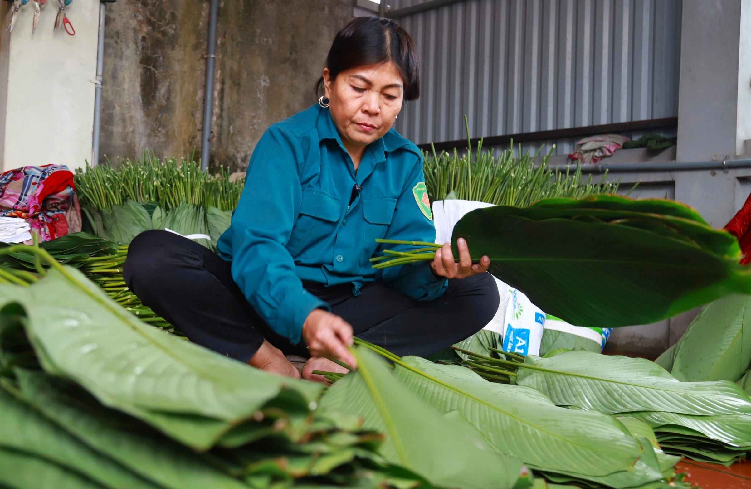 Làng lá dong lớn nhất Hà Nội tất bật thu hoạch vụ Tết- Ảnh 4. Làng lá dong lớn nhất Hà Nội tất bật thu hoạch vụ Tết- Ảnh 4.
