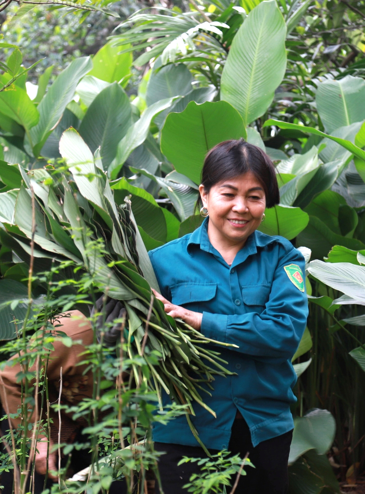 Làng lá dong lớn nhất Hà Nội tất bật thu hoạch vụ Tết- Ảnh 10. Làng lá dong lớn nhất Hà Nội tất bật thu hoạch vụ Tết- Ảnh 10.