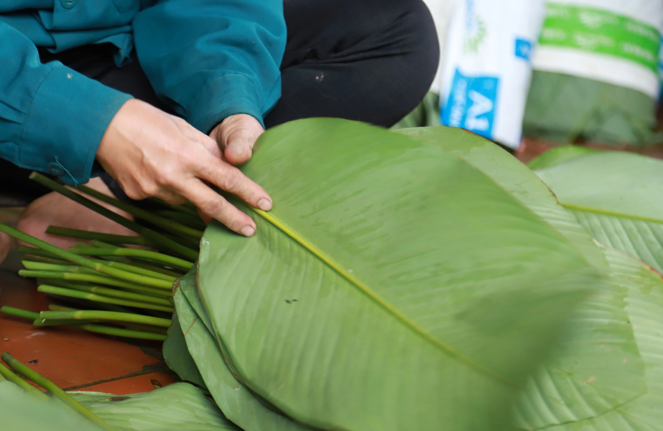 Làng lá dong lớn nhất Hà Nội tất bật thu hoạch vụ Tết- Ảnh 5. Làng lá dong lớn nhất Hà Nội tất bật thu hoạch vụ Tết- Ảnh 5.