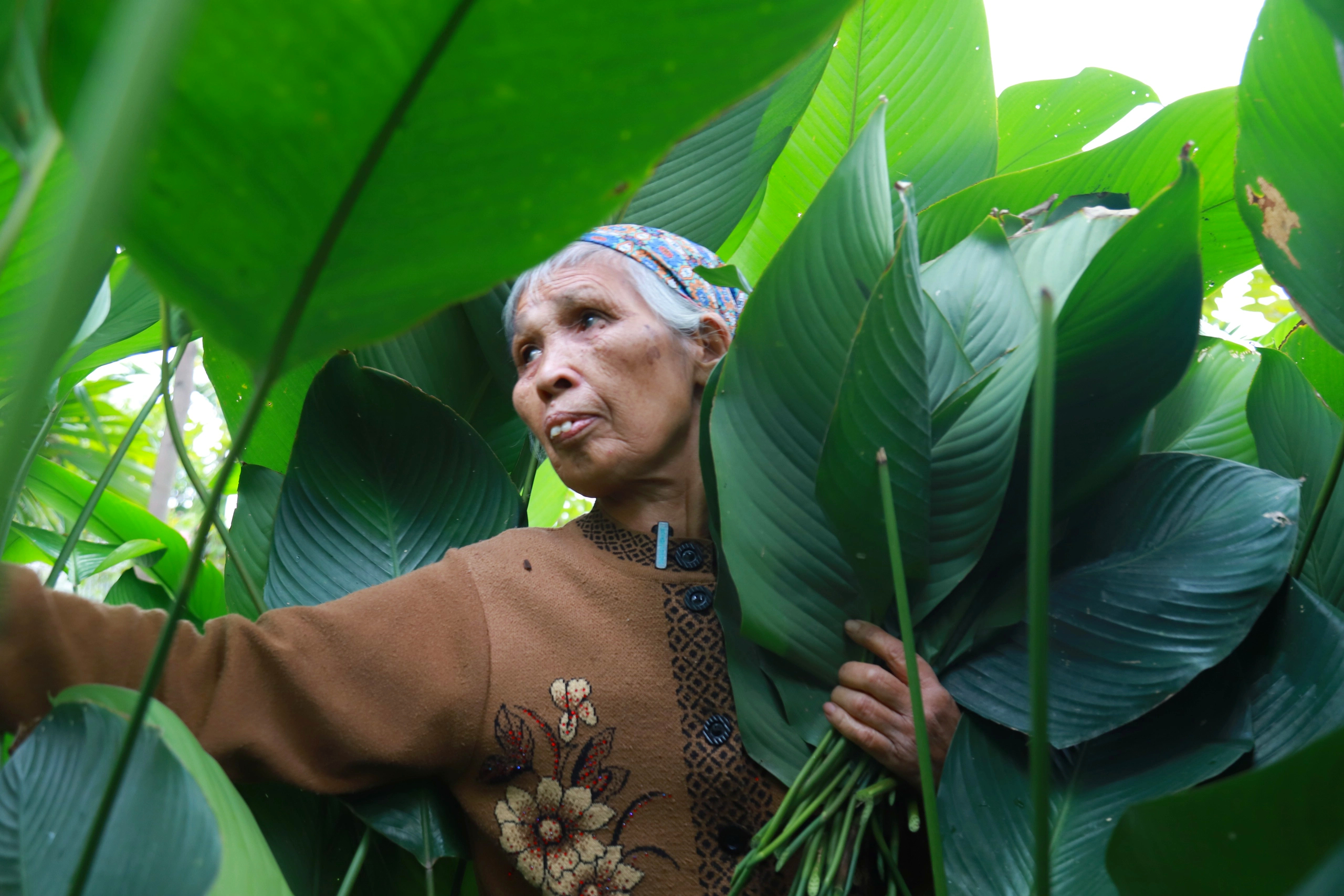 Làng lá dong lớn nhất Hà Nội tất bật thu hoạch vụ Tết- Ảnh 7. Làng lá dong lớn nhất Hà Nội tất bật thu hoạch vụ Tết- Ảnh 7.