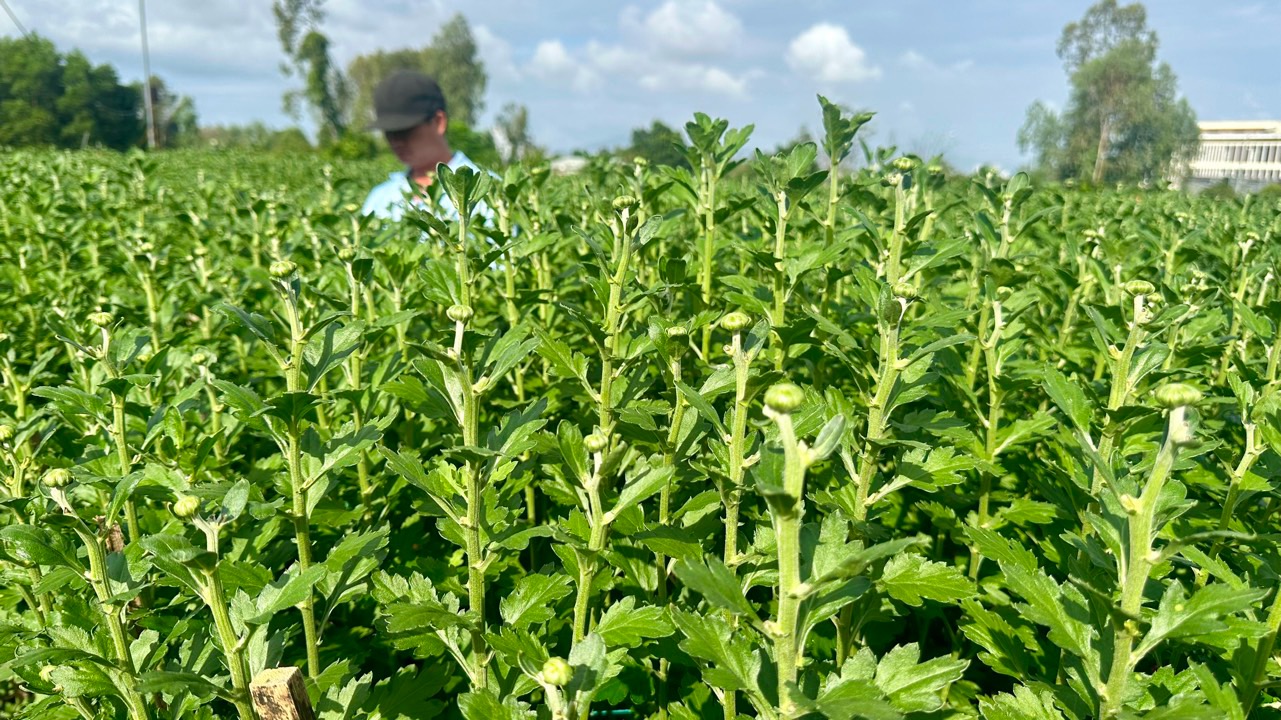 N&ocirc;ng d&acirc;n Đ&agrave; Nẵng tất bật chăm hoa, sẵn s&agrave;ng phục vụ chợ Tết- Ảnh 3.