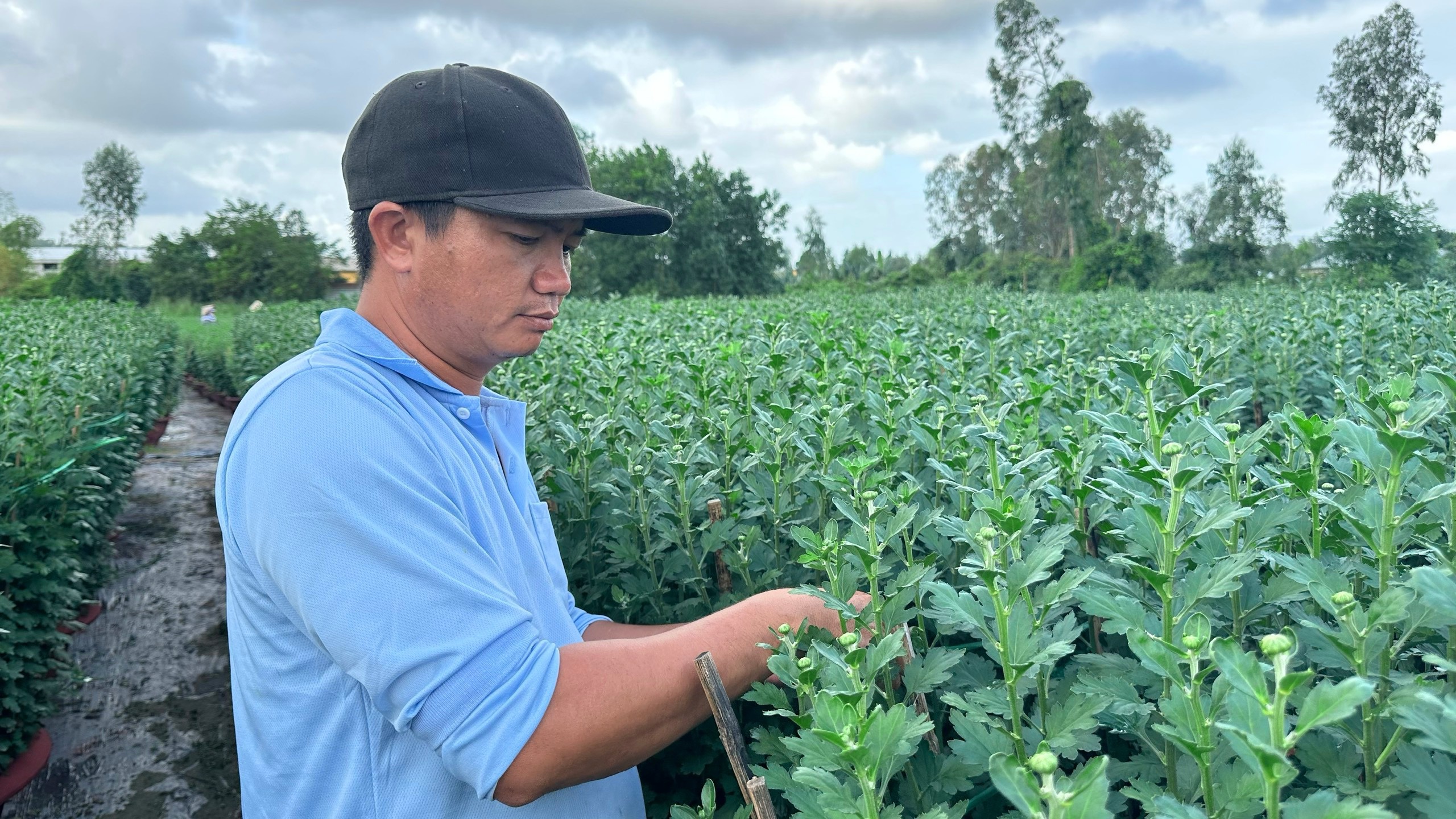 N&ocirc;ng d&acirc;n Đ&agrave; Nẵng tất bật chăm hoa, sẵn s&agrave;ng phục vụ chợ Tết- Ảnh 4.