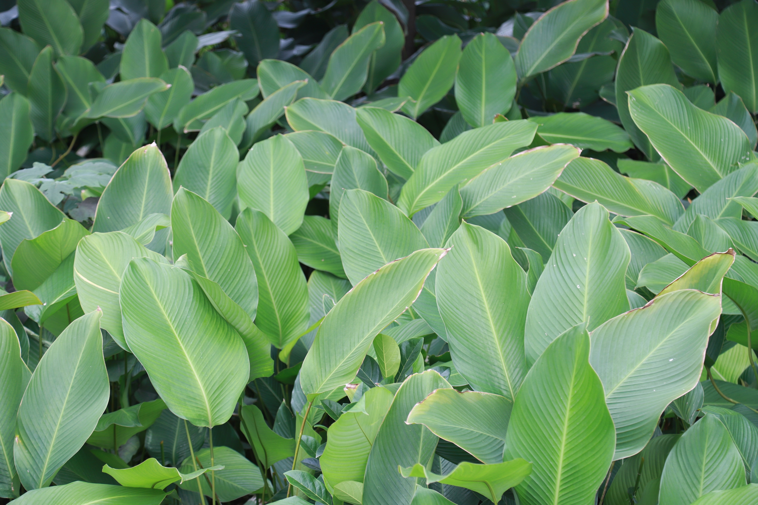 Làng lá dong lớn nhất Hà Nội tất bật thu hoạch vụ Tết- Ảnh 8. Làng lá dong lớn nhất Hà Nội tất bật thu hoạch vụ Tết- Ảnh 8.