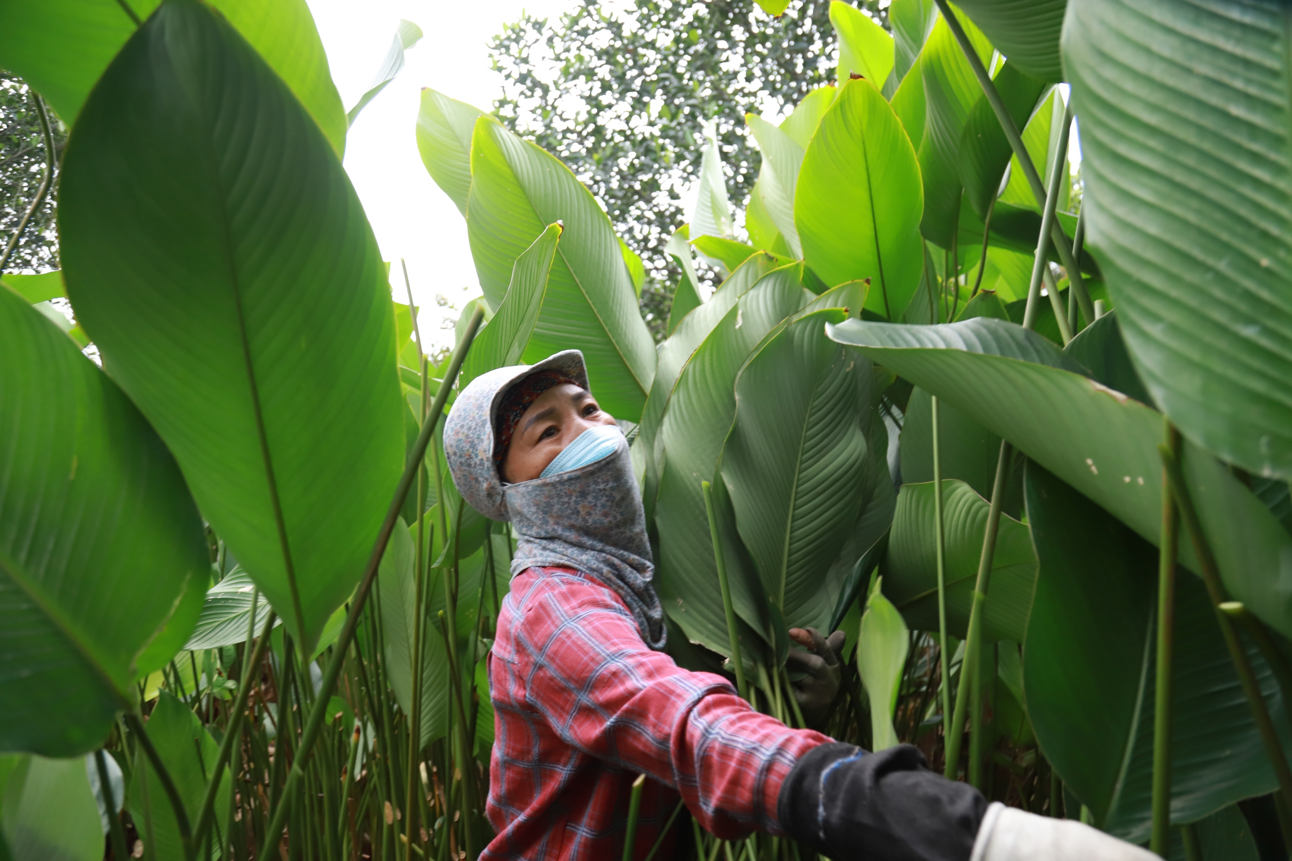 Làng lá dong lớn nhất Hà Nội tất bật thu hoạch vụ Tết- Ảnh 9. Làng lá dong lớn nhất Hà Nội tất bật thu hoạch vụ Tết- Ảnh 9.