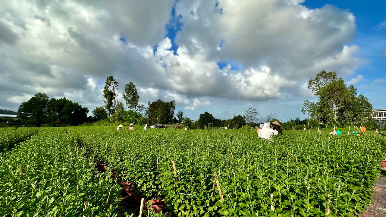 N&ocirc;ng d&acirc;n Đ&agrave; Nẵng tất bật chăm hoa, sẵn s&agrave;ng phục vụ chợ Tết- Ảnh 10.