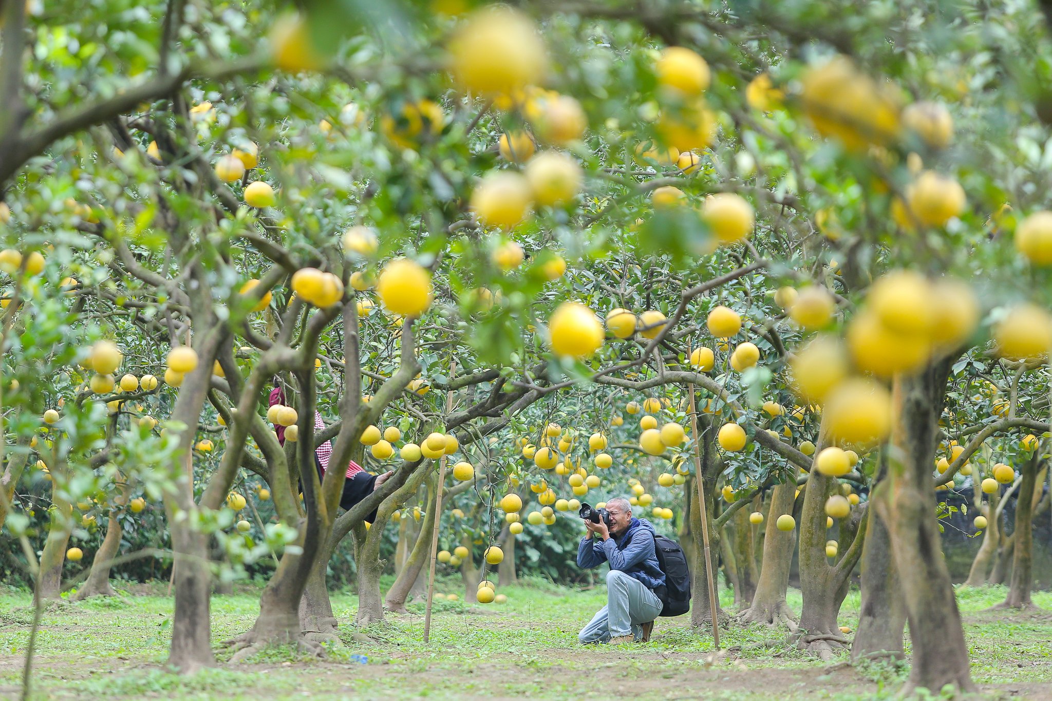 Nhà vườn bội thu khi khách nườm nườm đến chụp ảnh cùng bưởi Diễn- Ảnh 2. Nhà vườn bội thu khi khách nườm nườm đến chụp ảnh cùng bưởi Diễn- Ảnh 2.