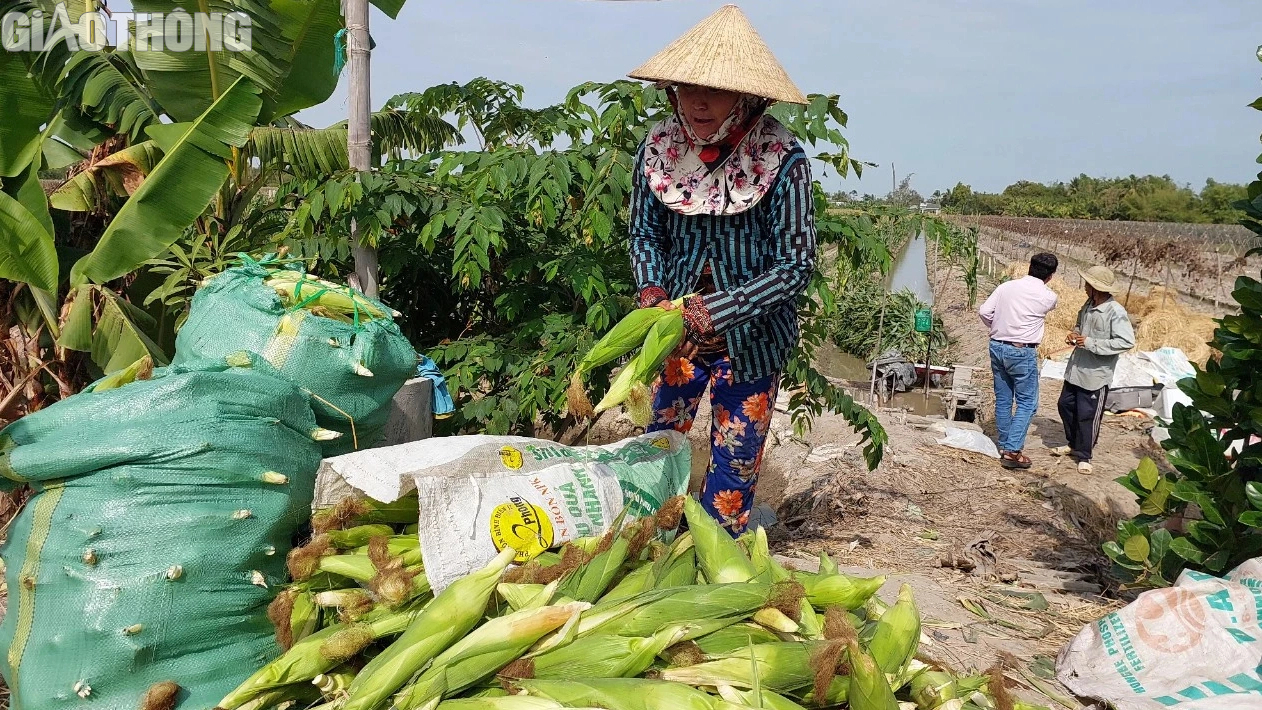N&ocirc;ng d&acirc;n Bạc Li&ecirc;u tr&uacute;ng m&ugrave;a bắp, hứa hẹn đ&oacute;n Tết sung t&uacute;c, ấm no- Ảnh 7.