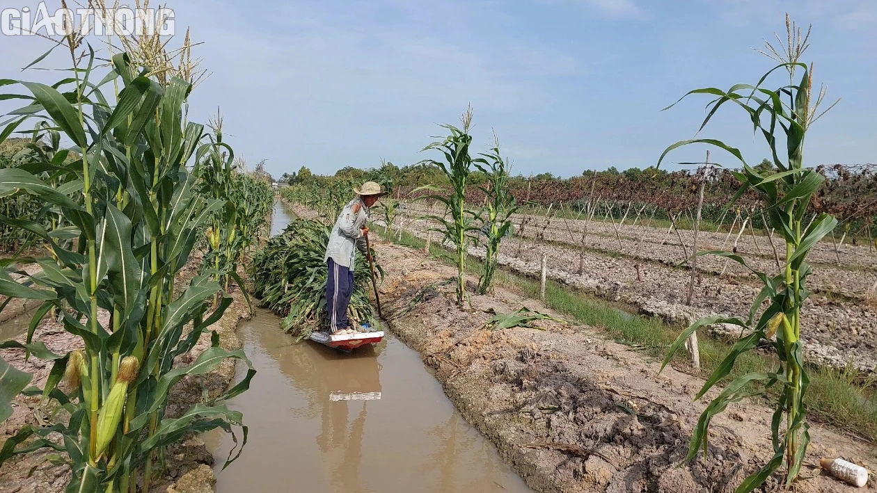 N&ocirc;ng d&acirc;n Bạc Li&ecirc;u tr&uacute;ng m&ugrave;a bắp, hứa hẹn đ&oacute;n Tết sung t&uacute;c, ấm no- Ảnh 9.