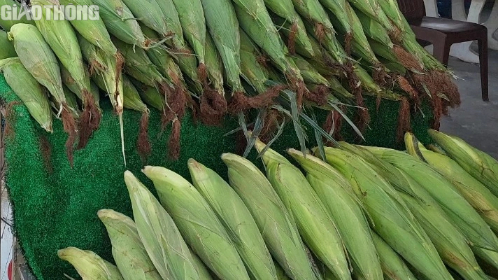 N&ocirc;ng d&acirc;n Bạc Li&ecirc;u tr&uacute;ng m&ugrave;a bắp, hứa hẹn đ&oacute;n Tết sung t&uacute;c, ấm no- Ảnh 11.