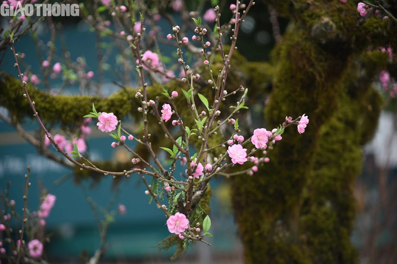 Đào cổ thụ giá trăm triệu chờ đại gia mua về chơi Tết- Ảnh 4. Đào cổ thụ giá trăm triệu chờ đại gia mua về chơi Tết- Ảnh 4.