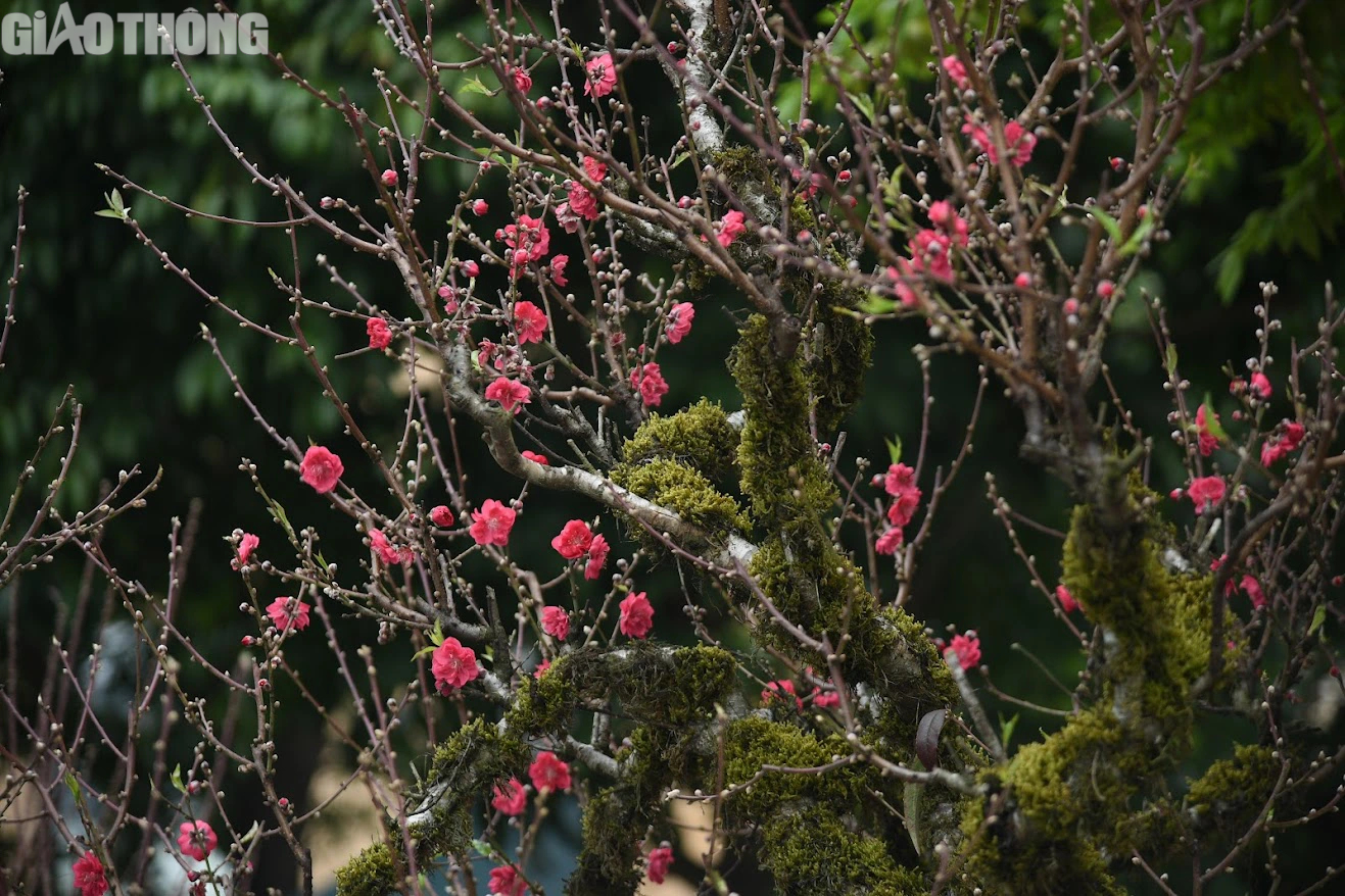 Đào cổ thụ giá trăm triệu chờ đại gia mua về chơi Tết- Ảnh 8. Đào cổ thụ giá trăm triệu chờ đại gia mua về chơi Tết- Ảnh 8.