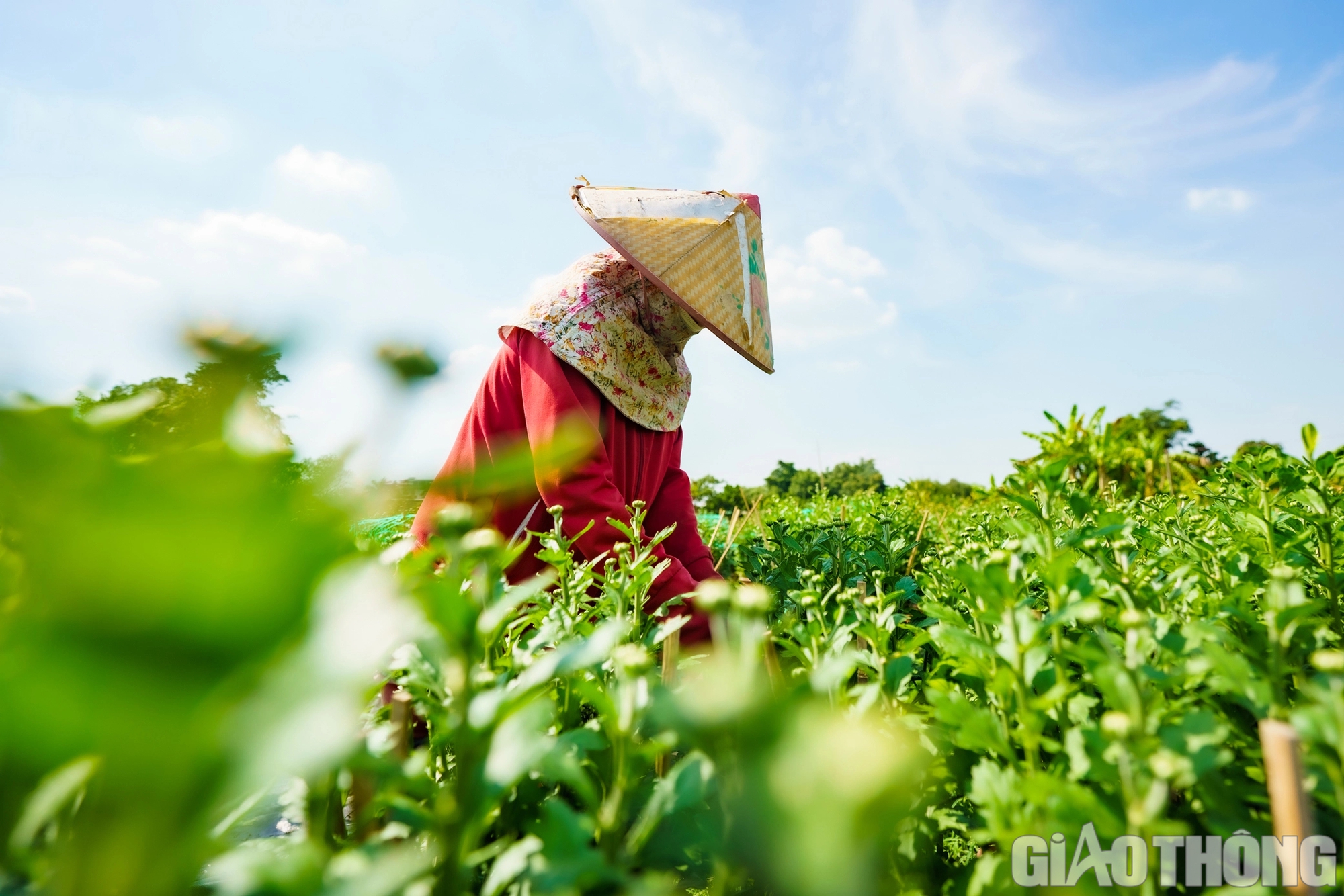 L&agrave;ng hoa lớn nhất TP.HCM sẵn s&agrave;ng cho tết Nguy&ecirc;n đ&aacute;n Gi&aacute;p Th&igrave;n- Ảnh 4.