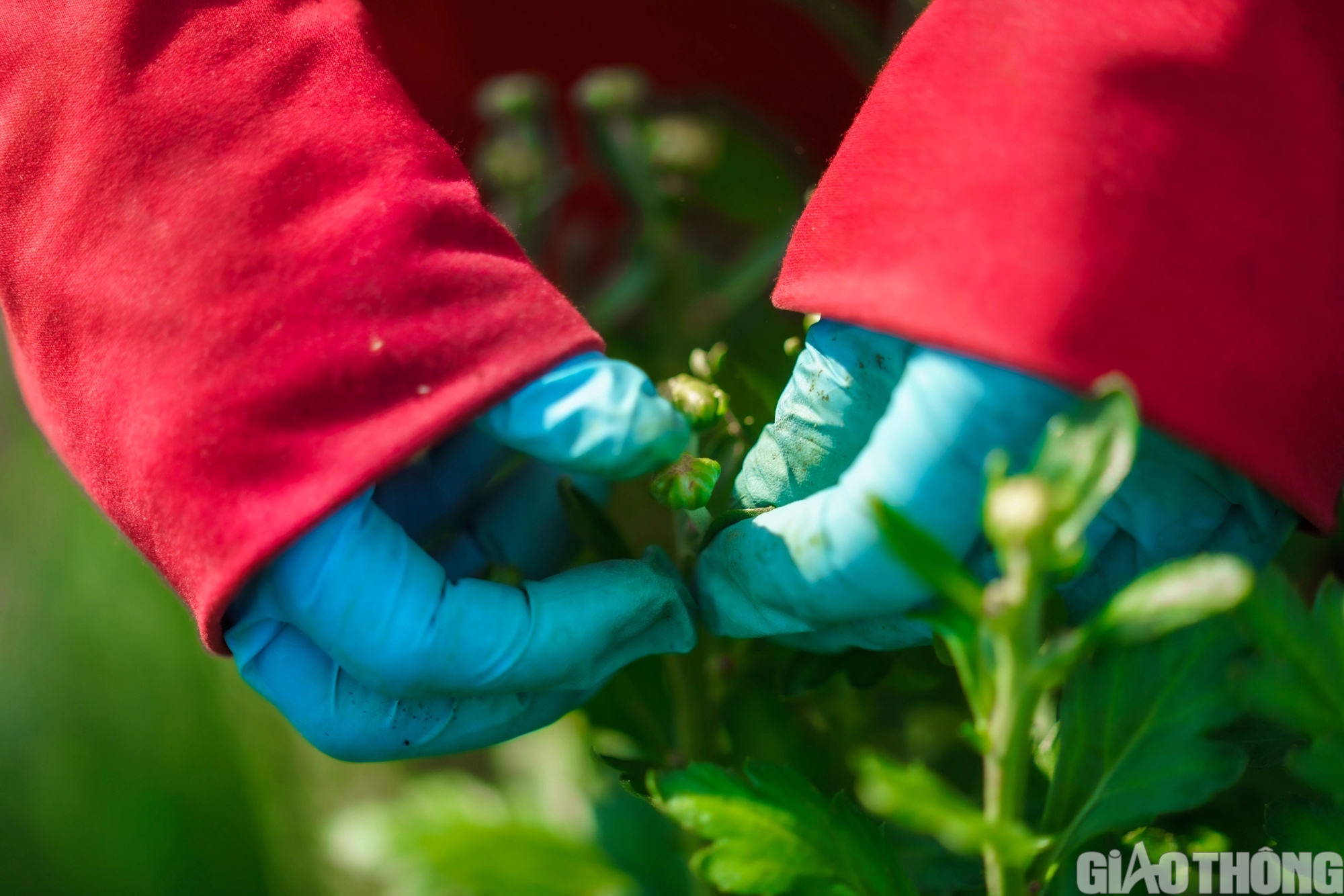 L&agrave;ng hoa lớn nhất TP.HCM sẵn s&agrave;ng cho tết Nguy&ecirc;n đ&aacute;n Gi&aacute;p Th&igrave;n- Ảnh 5.