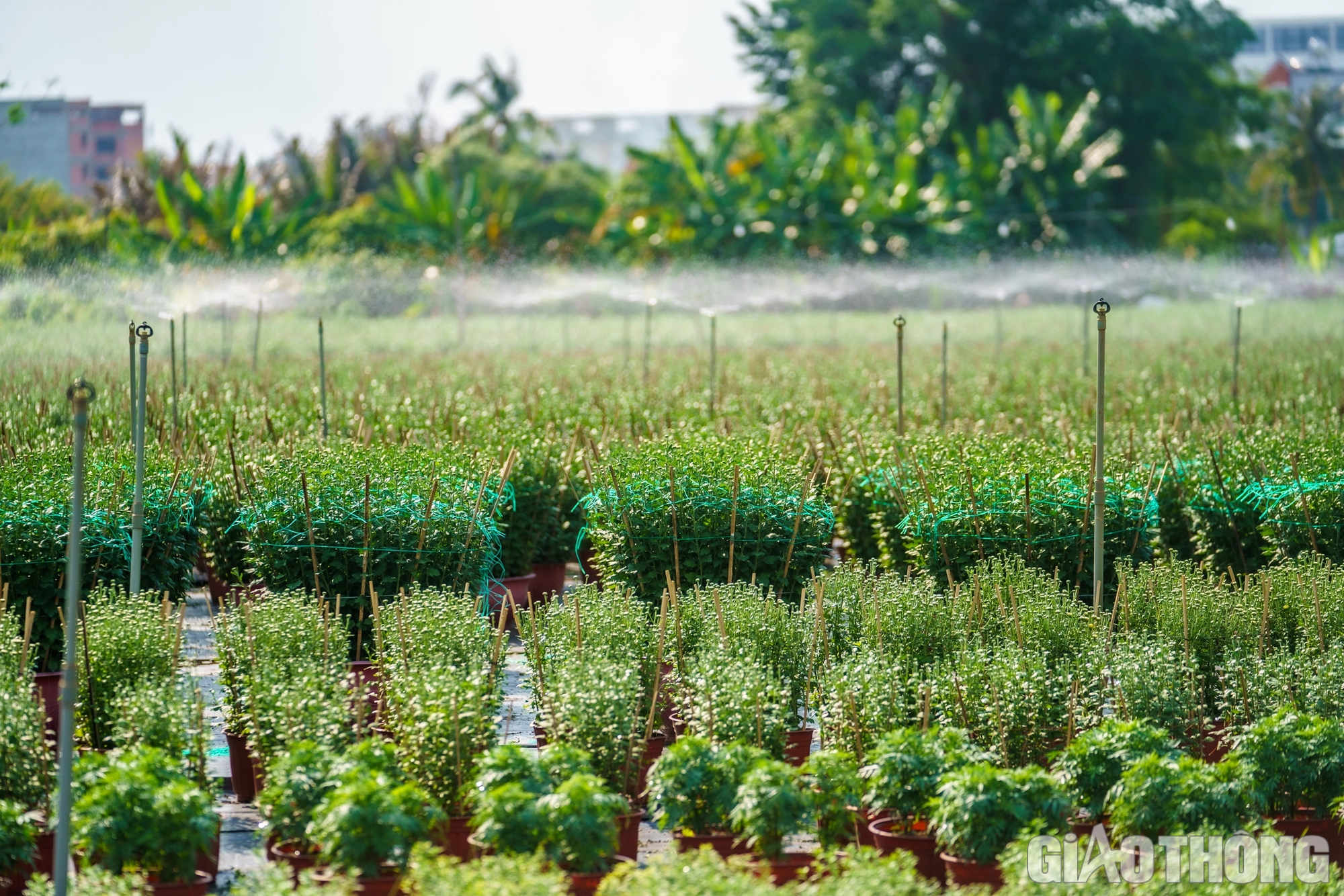 L&agrave;ng hoa lớn nhất TP.HCM sẵn s&agrave;ng cho tết Nguy&ecirc;n đ&aacute;n Gi&aacute;p Th&igrave;n- Ảnh 11.