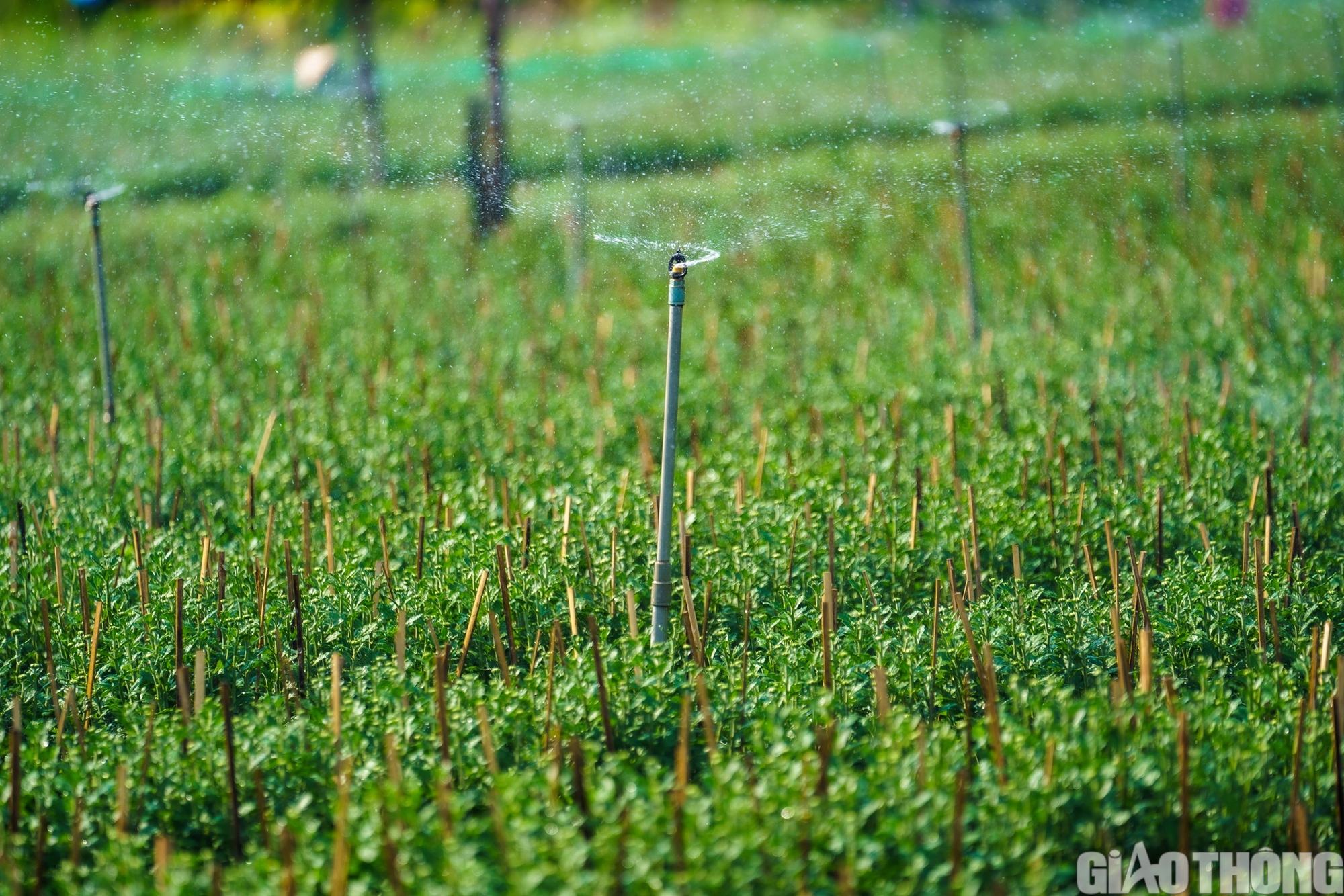 L&agrave;ng hoa lớn nhất TP.HCM sẵn s&agrave;ng cho tết Nguy&ecirc;n đ&aacute;n Gi&aacute;p Th&igrave;n- Ảnh 13.