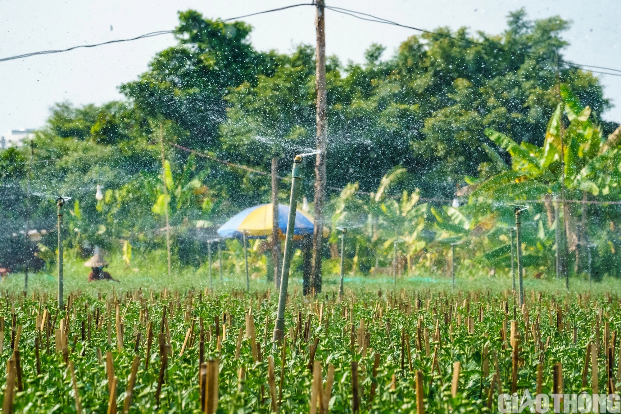 L&agrave;ng hoa lớn nhất TP.HCM sẵn s&agrave;ng cho tết Nguy&ecirc;n đ&aacute;n Gi&aacute;p Th&igrave;n- Ảnh 12.