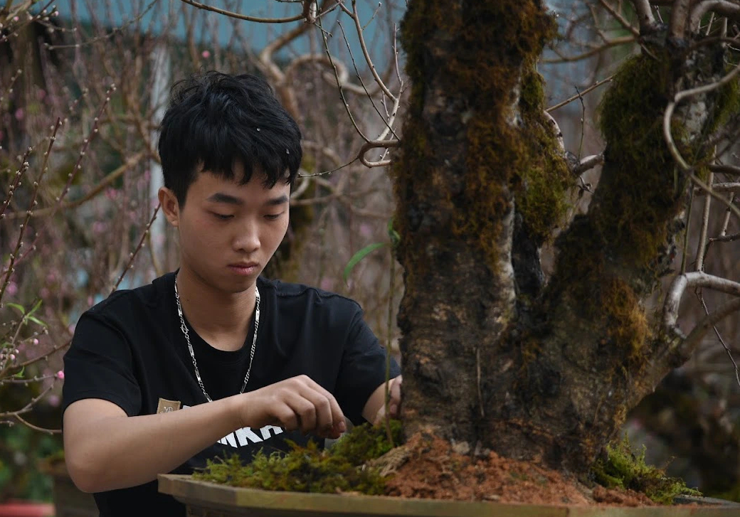 Đào cổ thụ giá trăm triệu chờ đại gia mua về chơi Tết- Ảnh 9. Đào cổ thụ giá trăm triệu chờ đại gia mua về chơi Tết- Ảnh 9.