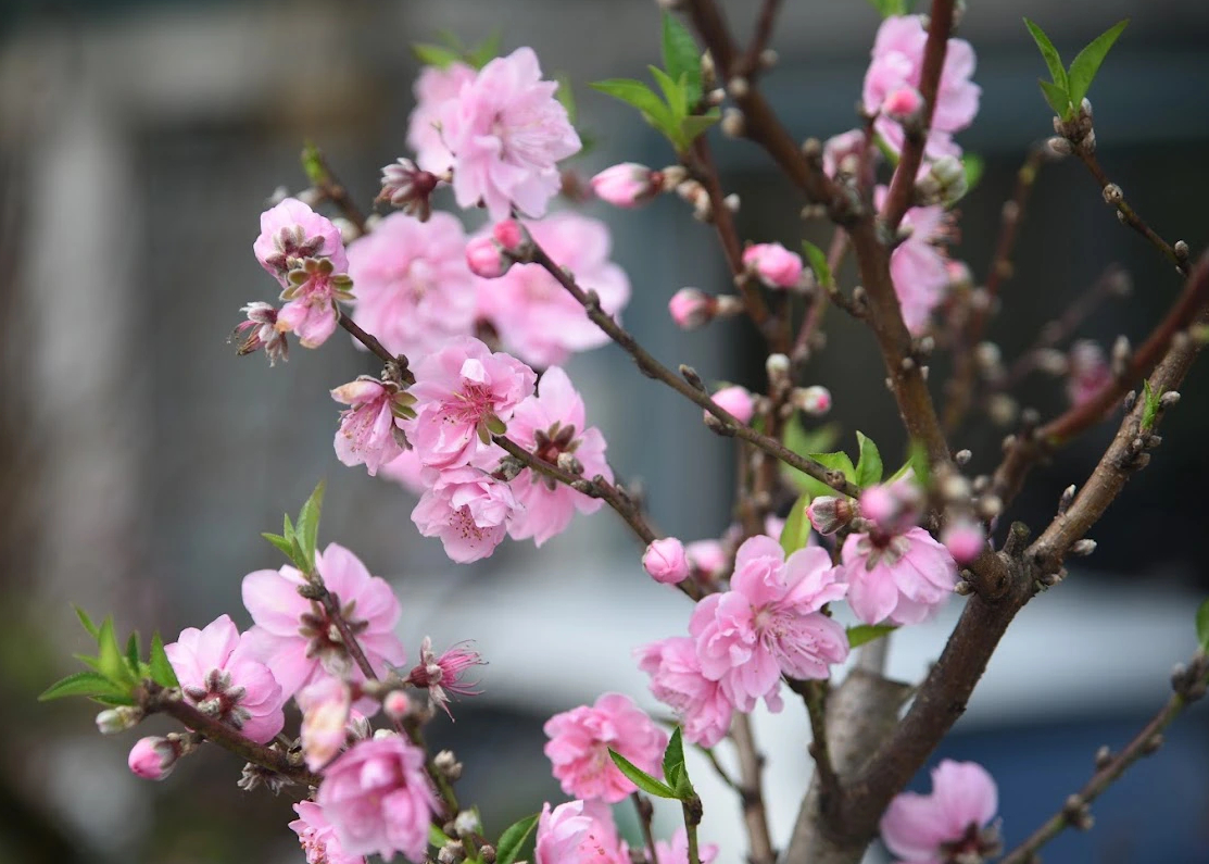 Đào cổ thụ giá trăm triệu chờ đại gia mua về chơi Tết- Ảnh 6. Đào cổ thụ giá trăm triệu chờ đại gia mua về chơi Tết- Ảnh 6.