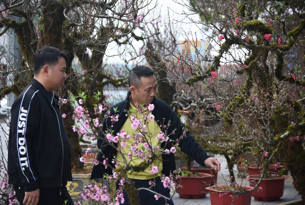 Đào cổ thụ giá trăm triệu chờ đại gia mua về chơi Tết- Ảnh 5. Đào cổ thụ giá trăm triệu chờ đại gia mua về chơi Tết- Ảnh 5.