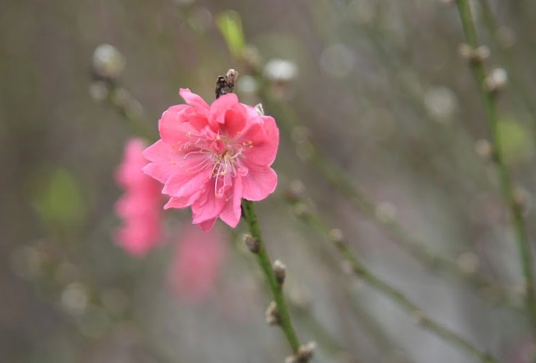 Đào cổ thụ giá trăm triệu chờ đại gia mua về chơi Tết- Ảnh 7. Đào cổ thụ giá trăm triệu chờ đại gia mua về chơi Tết- Ảnh 7.