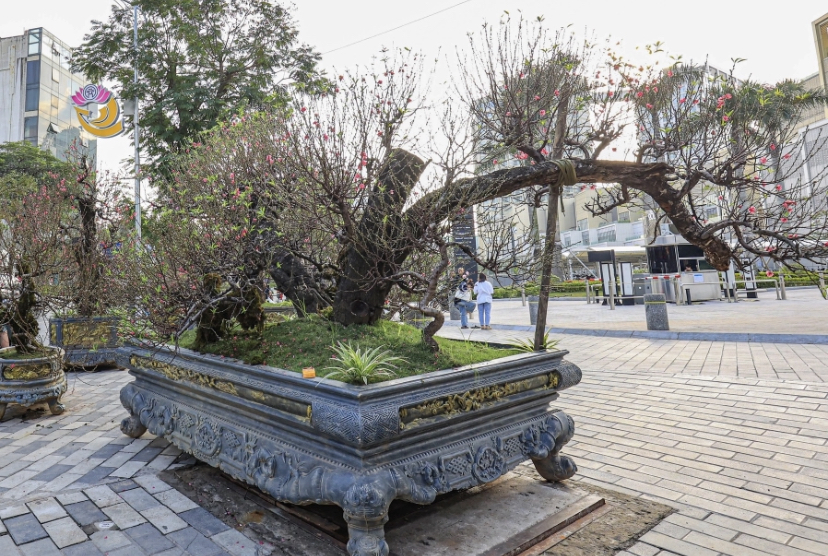 Đào cổ thụ giá trăm triệu chờ đại gia mua về chơi Tết- Ảnh 2. Đào cổ thụ giá trăm triệu chờ đại gia mua về chơi Tết- Ảnh 2.