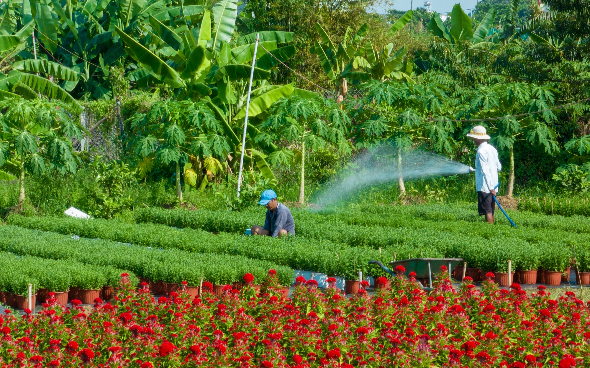 Nhà vườn bội thu khi khách nườm nườm đến chụp ảnh cùng bưởi Diễn- Ảnh 7. Làng hoa lớn nhất TP.HCM sẵn sàng cho tết Nguyên đán Giáp Thìn