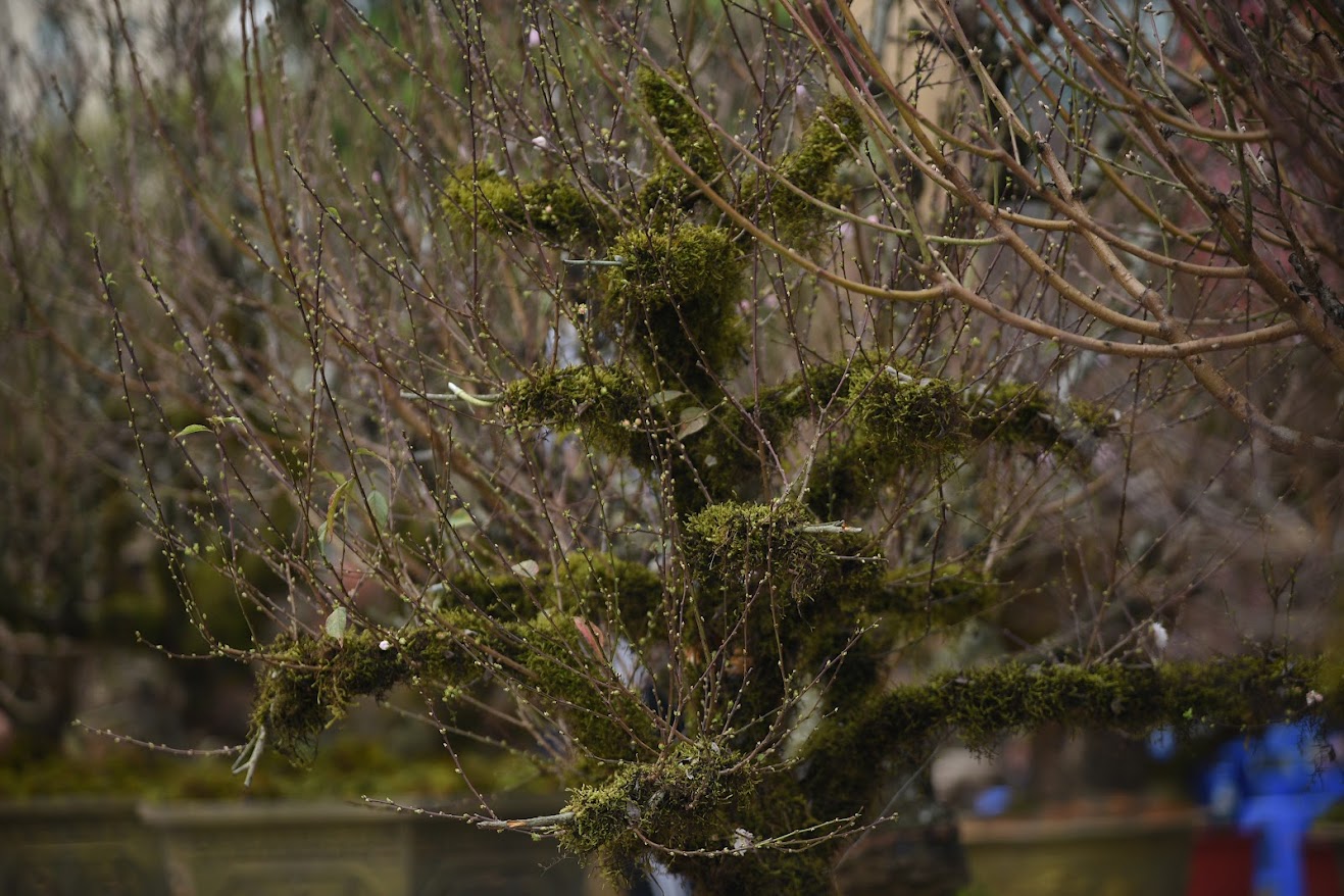 Đào cổ thụ giá trăm triệu chờ đại gia mua về chơi Tết- Ảnh 11. Đào cổ thụ giá trăm triệu chờ đại gia mua về chơi Tết- Ảnh 11.