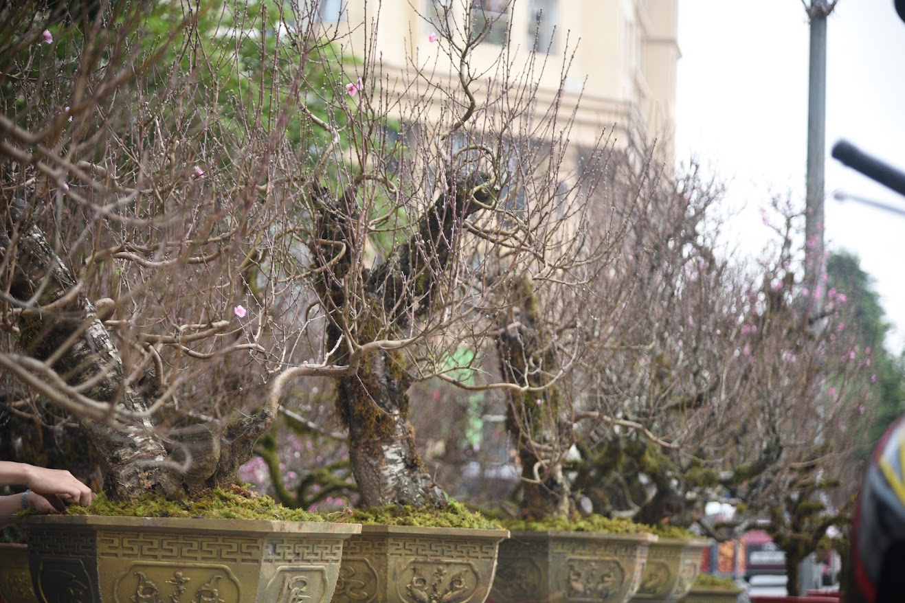 Đào cổ thụ giá trăm triệu chờ đại gia mua về chơi Tết- Ảnh 13. Đào cổ thụ giá trăm triệu chờ đại gia mua về chơi Tết- Ảnh 13.