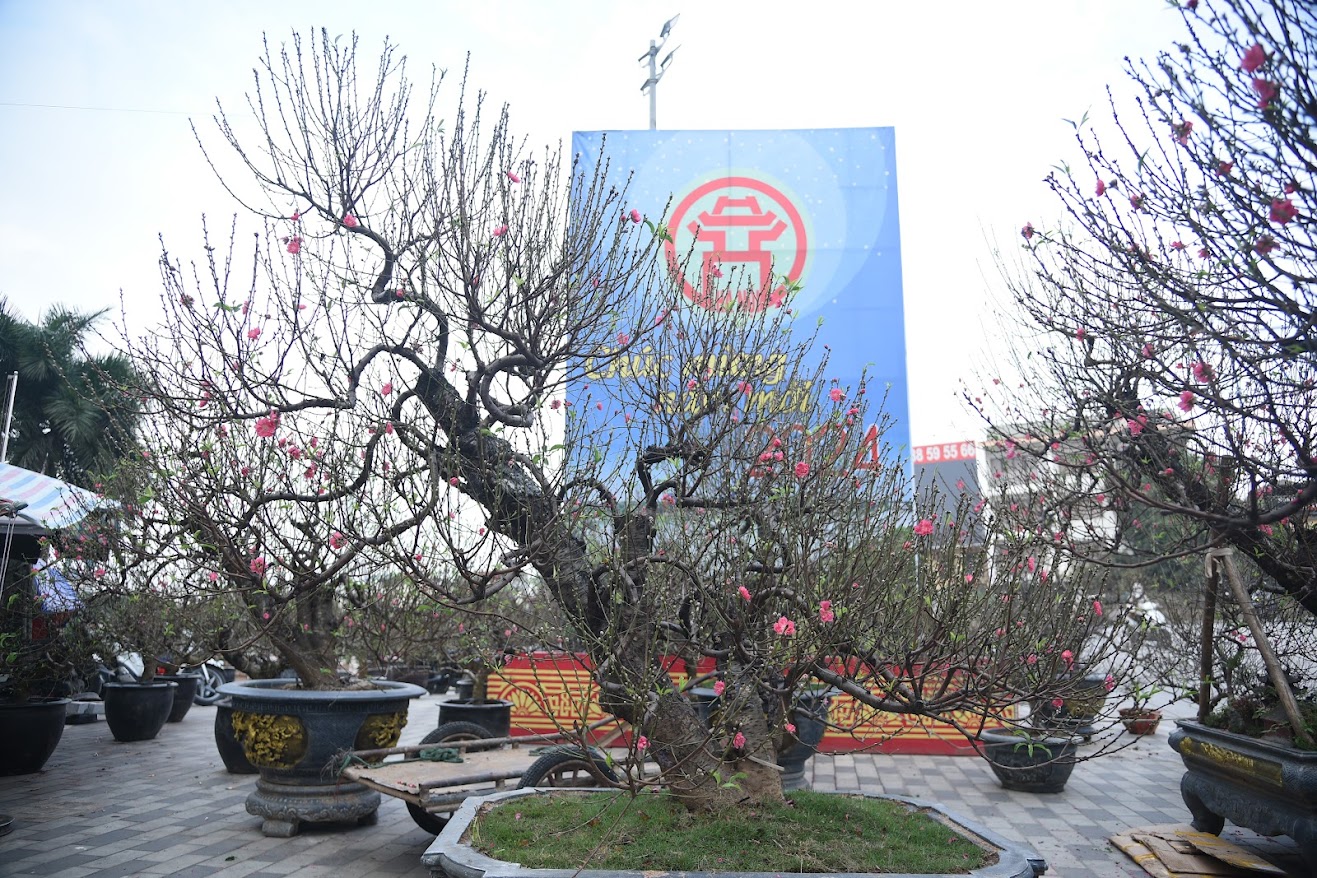 Đào cổ thụ giá trăm triệu chờ đại gia mua về chơi Tết- Ảnh 1. Đào cổ thụ giá trăm triệu chờ đại gia mua về chơi Tết- Ảnh 1.