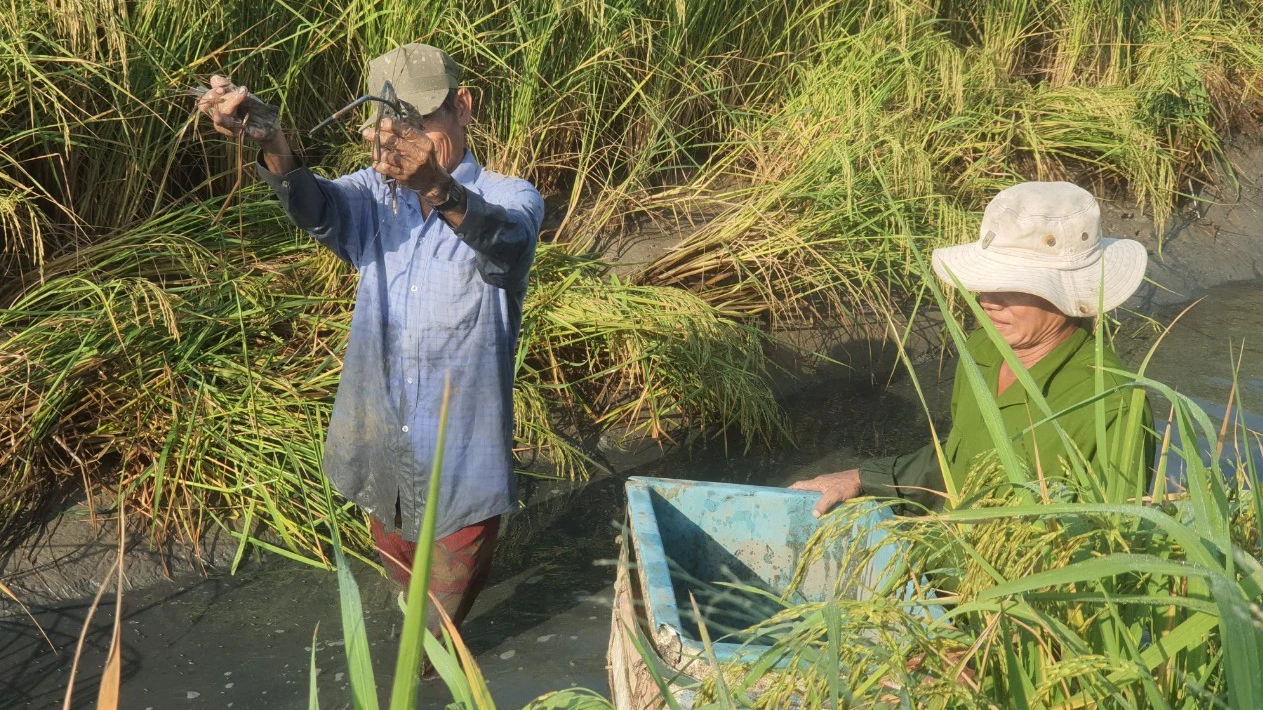 N&ocirc;ng d&acirc;n Bạc Li&ecirc;u tất bật thu hoạch t&ocirc;m c&agrave;ng xanh đ&oacute;n Tết- Ảnh 4.