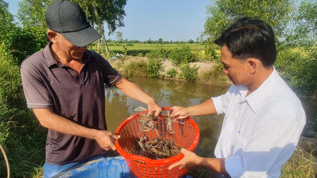 N&ocirc;ng d&acirc;n Bạc Li&ecirc;u tất bật thu hoạch t&ocirc;m c&agrave;ng xanh đ&oacute;n Tết- Ảnh 6.