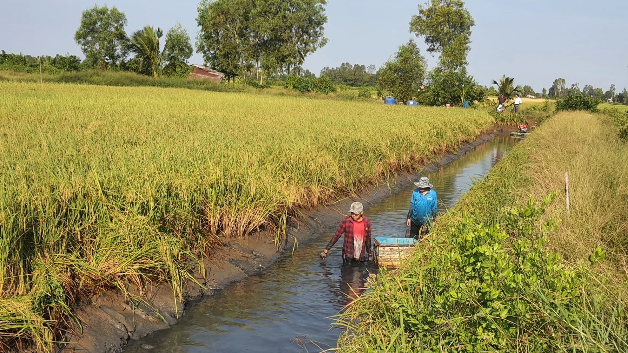 N&ocirc;ng d&acirc;n Bạc Li&ecirc;u tất bật thu hoạch t&ocirc;m c&agrave;ng xanh đ&oacute;n Tết- Ảnh 7.