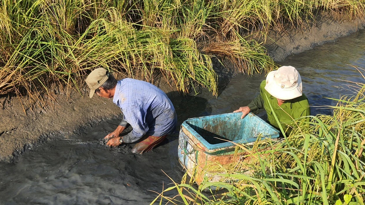 N&ocirc;ng d&acirc;n Bạc Li&ecirc;u tất bật thu hoạch t&ocirc;m c&agrave;ng xanh đ&oacute;n Tết- Ảnh 1.