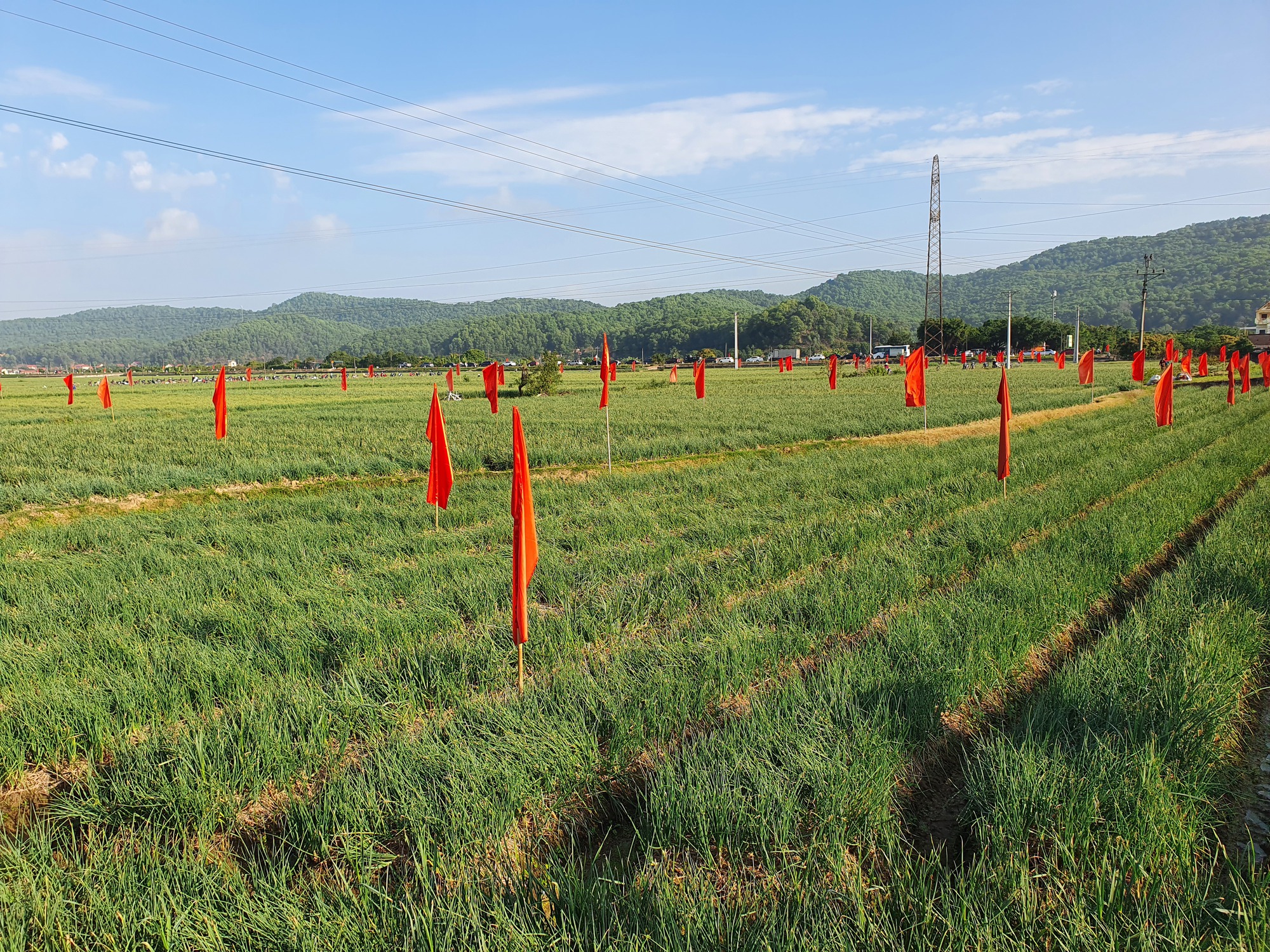 Người dân hào hứng lần đầu trải nghiệm lễ hội thu hoạch hành, tỏi- Ảnh 11. Người dân hào hứng lần đầu trải nghiệm lễ hội thu hoạch hành, tỏi- Ảnh 11.