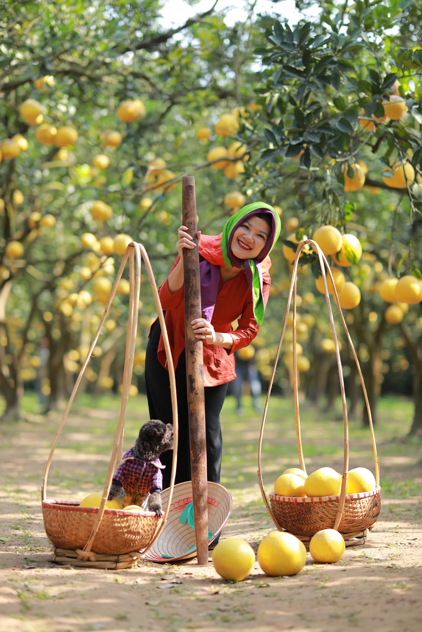 Nhà vườn bội thu khi khách nườm nườm đến chụp ảnh cùng bưởi Diễn- Ảnh 4. Nhà vườn bội thu khi khách nườm nườm đến chụp ảnh cùng bưởi Diễn- Ảnh 4.
