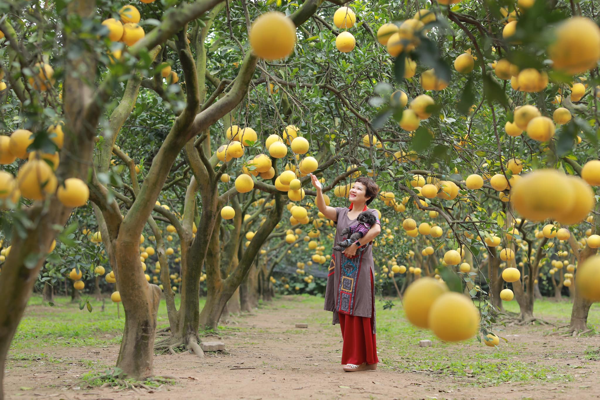 Nhà vườn bội thu khi khách nườm nườm đến chụp ảnh cùng bưởi Diễn- Ảnh 3. Nhà vườn bội thu khi khách nườm nườm đến chụp ảnh cùng bưởi Diễn- Ảnh 3.