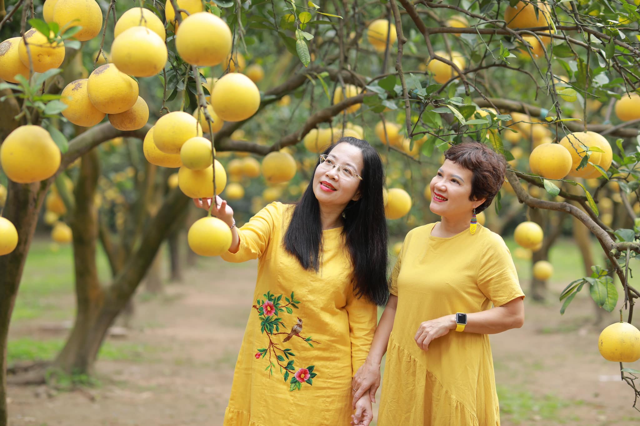 Nhà vườn bội thu khi khách nườm nườm đến chụp ảnh cùng bưởi Diễn- Ảnh 5. Nhà vườn bội thu khi khách nườm nườm đến chụp ảnh cùng bưởi Diễn- Ảnh 5.