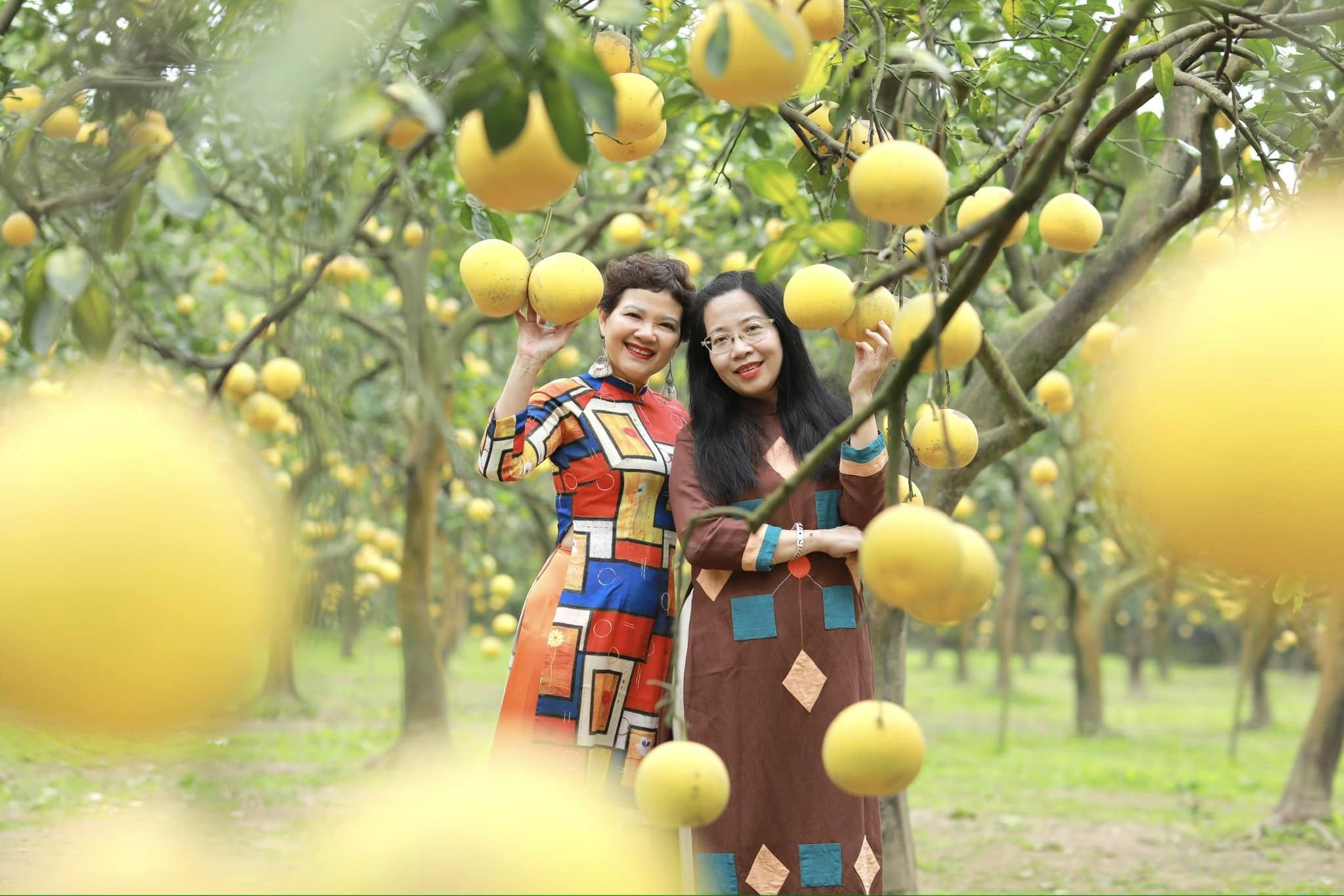 Nhà vườn bội thu khi khách nườm nườm đến chụp ảnh cùng bưởi Diễn- Ảnh 6. Nhà vườn bội thu khi khách nườm nườm đến chụp ảnh cùng bưởi Diễn- Ảnh 6.