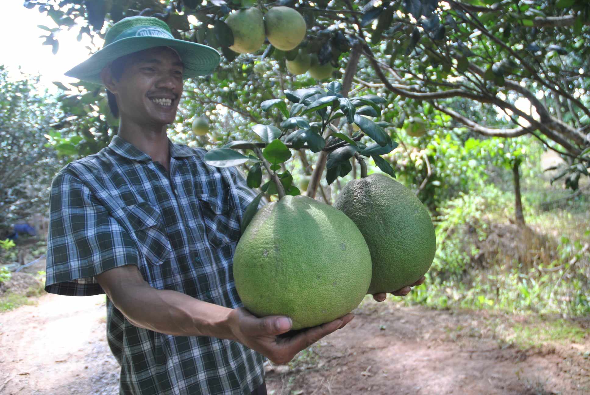 Nông dân xứ bưởi Năm Roi thở dài vì đặc sản lại mất giá- Ảnh 1. Nông dân xứ bưởi Năm Roi thở dài vì đặc sản lại mất giá- Ảnh 1.