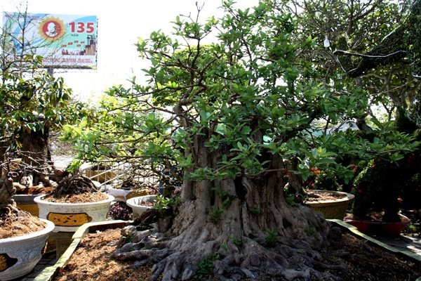 C&acirc;y ổi cổ thụ 200 năm tuổi nổi v&acirc;n gỗ đỏ thẫm khi tưới nước c&oacute; gi&aacute; hơn nửa tỷ- Ảnh 1.