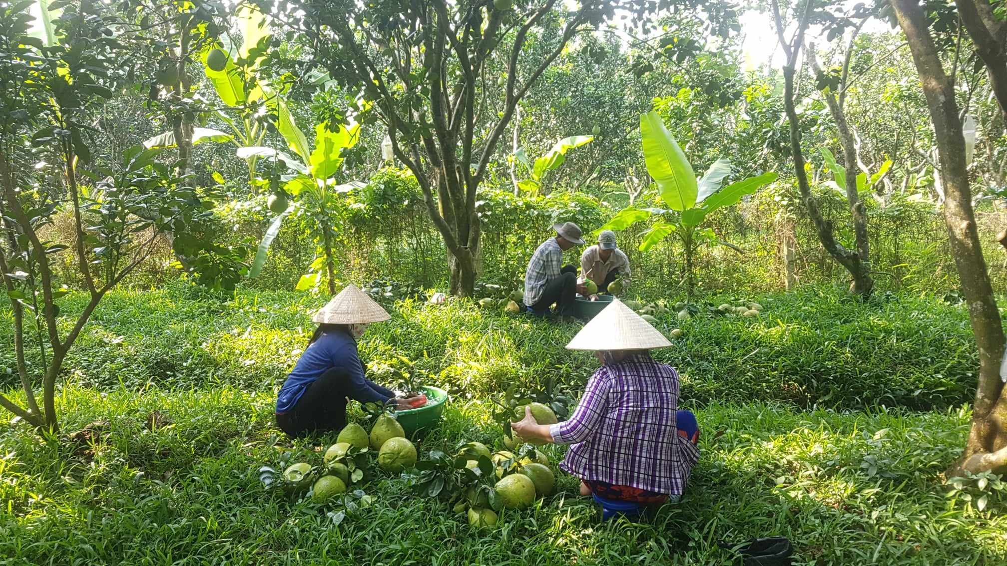 Nông dân xứ bưởi Năm Roi thở dài vì đặc sản lại mất giá- Ảnh 2. Nông dân xứ bưởi Năm Roi thở dài vì đặc sản lại mất giá- Ảnh 2.