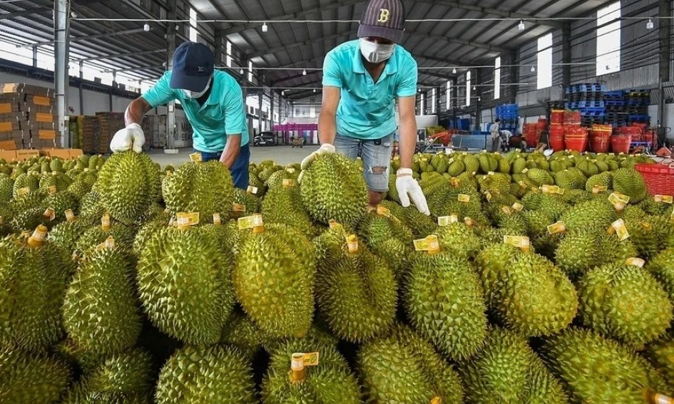 Xuất khẩu chuối, thanh long sang Trung Quốc tăng mạnh dịp đầu năm- Ảnh 1.