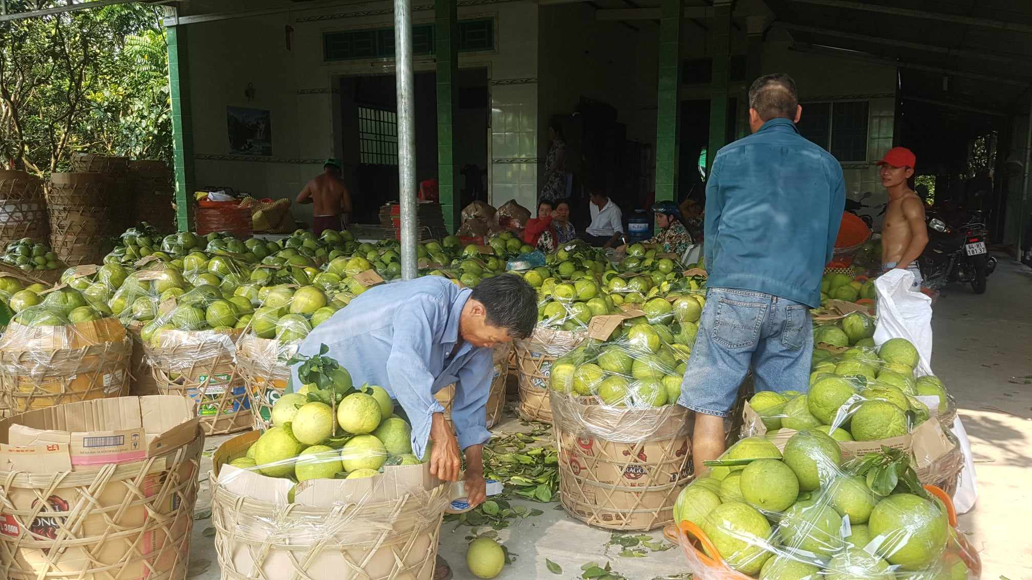 Nông dân xứ bưởi Năm Roi thở dài vì đặc sản lại mất giá- Ảnh 3. Nông dân xứ bưởi Năm Roi thở dài vì đặc sản lại mất giá- Ảnh 3.