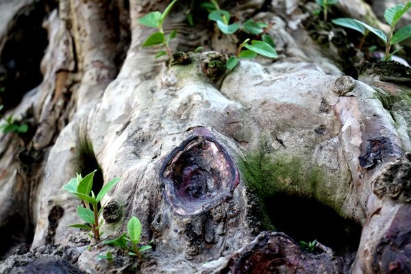 C&acirc;y ổi cổ thụ 200 năm tuổi nổi v&acirc;n gỗ đỏ thẫm khi tưới nước c&oacute; gi&aacute; hơn nửa tỷ- Ảnh 3.